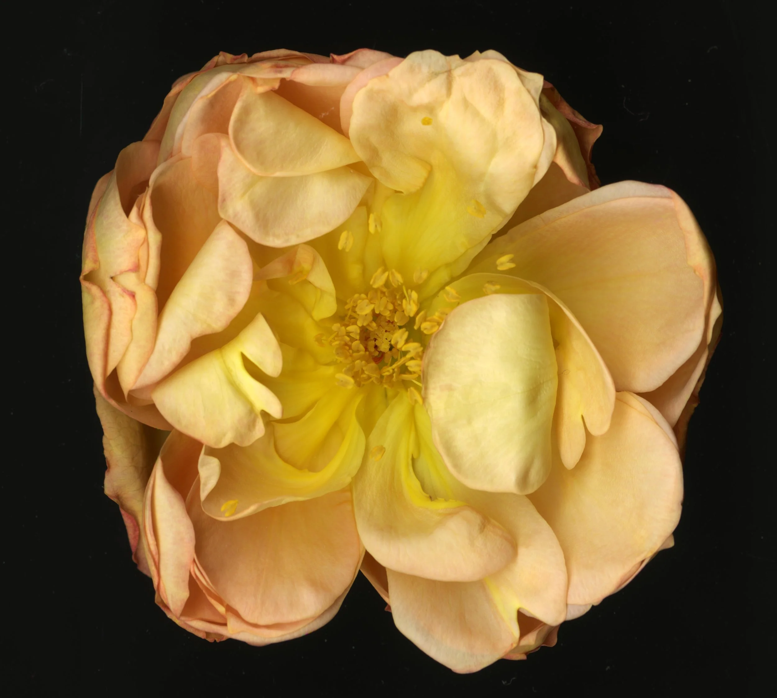 WhiteTanRoseBloomtah_1_389.jpg