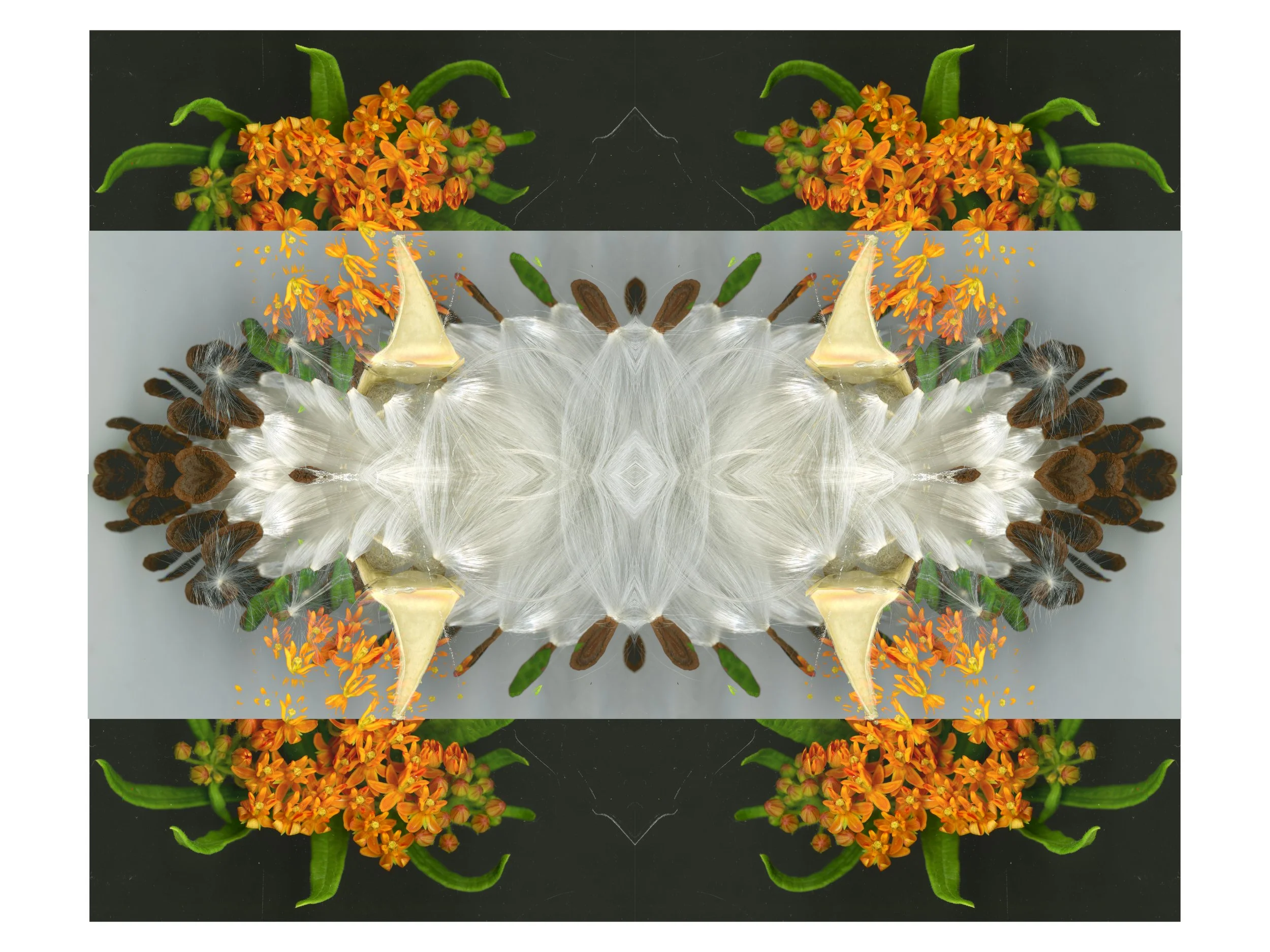 CoolioArtScanMilkweeddeed_040326_2_.jpg