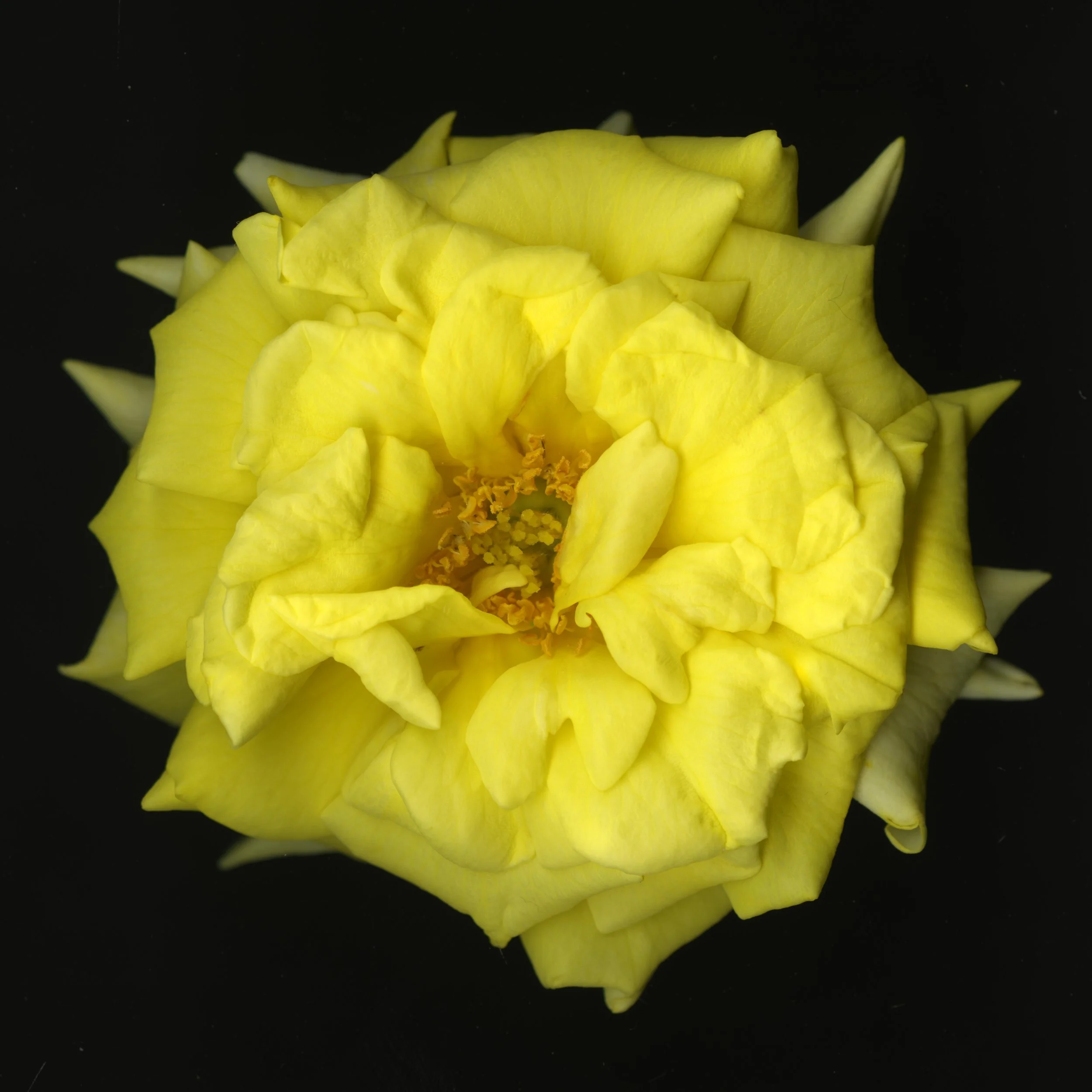 YellowBloomeraRose_1_143.jpg