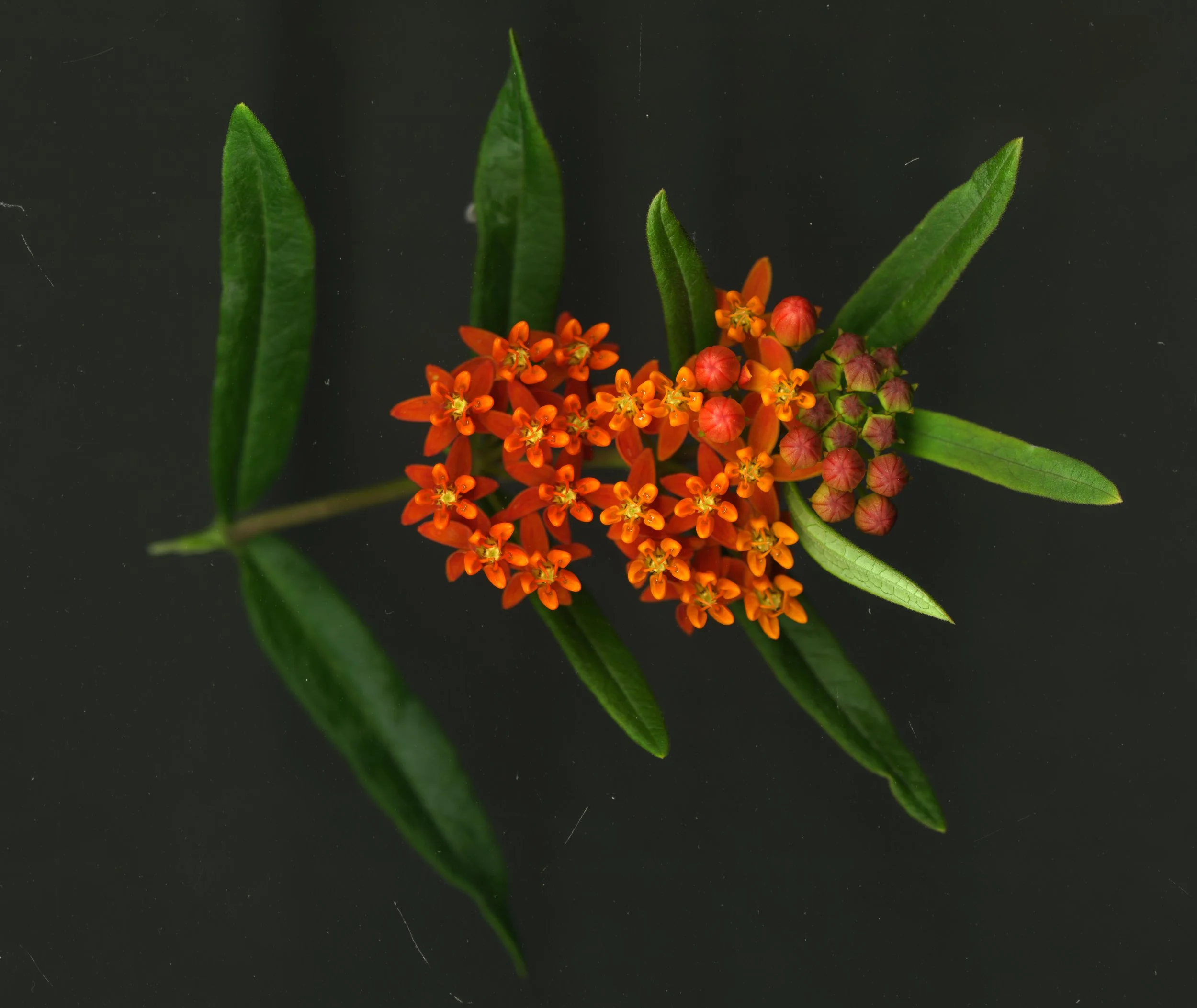 MilkWeed_1_668.jpg