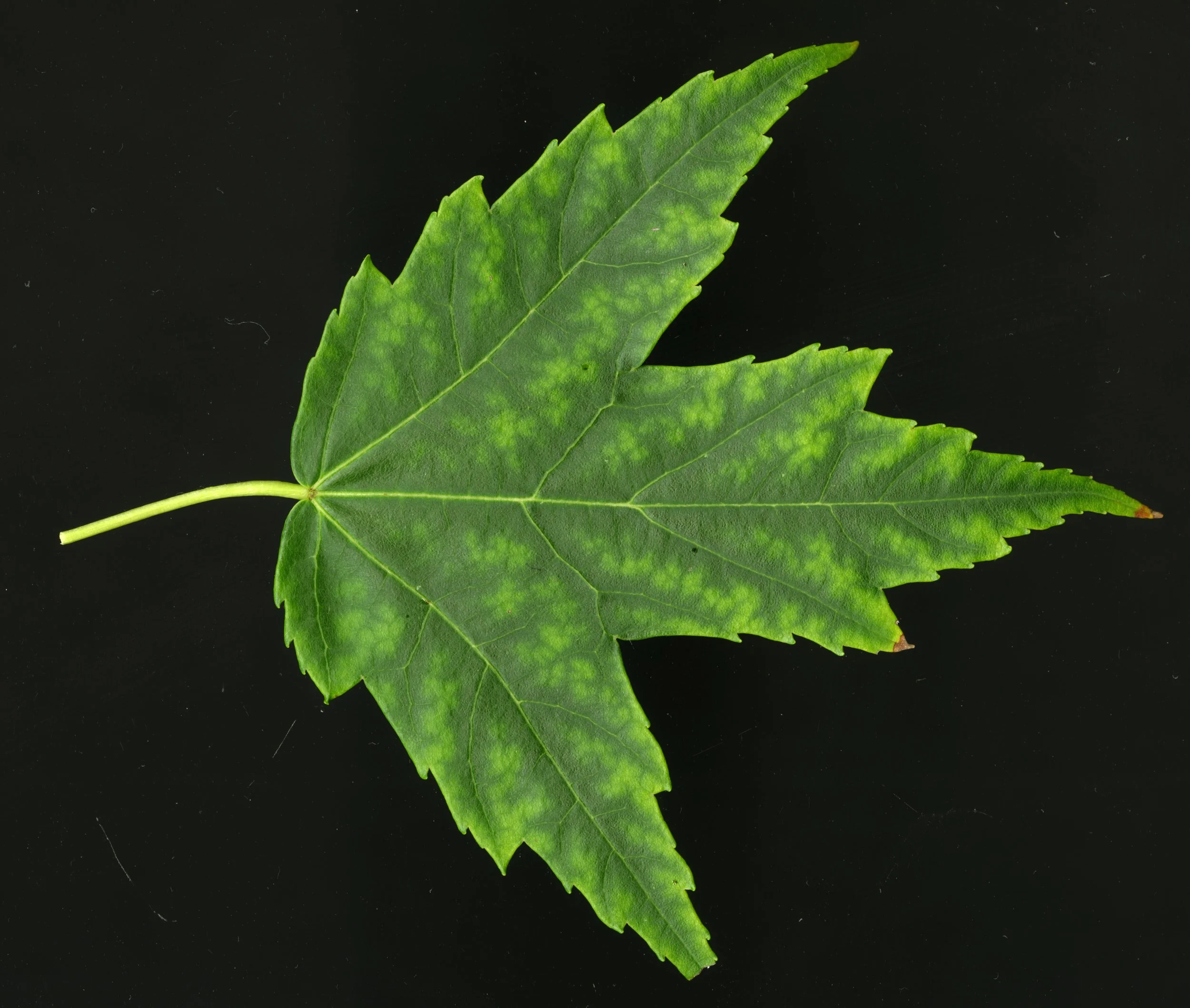 Reallycoolleaf_2_553.jpg