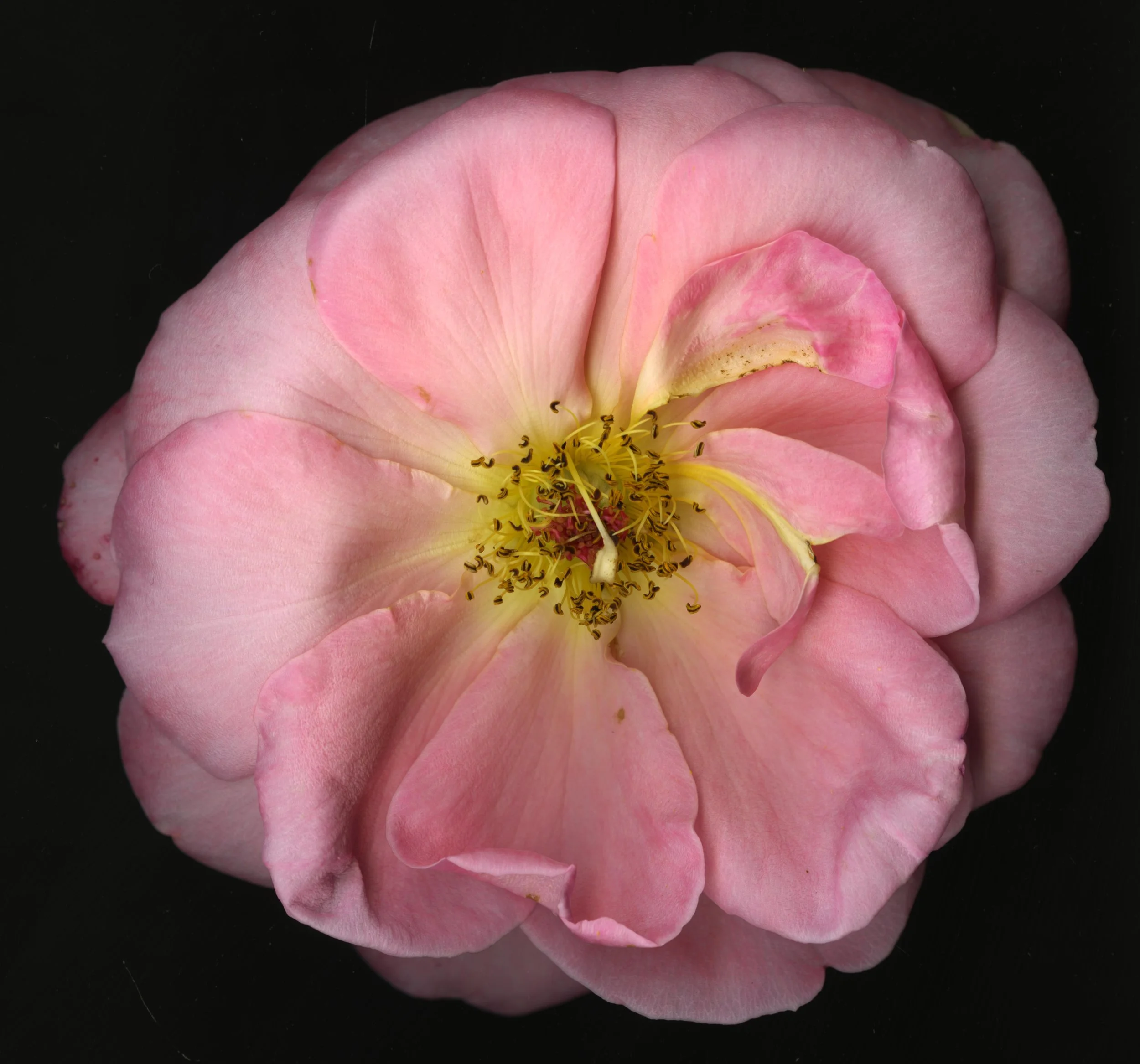 PinkBloomera_1_377.jpg