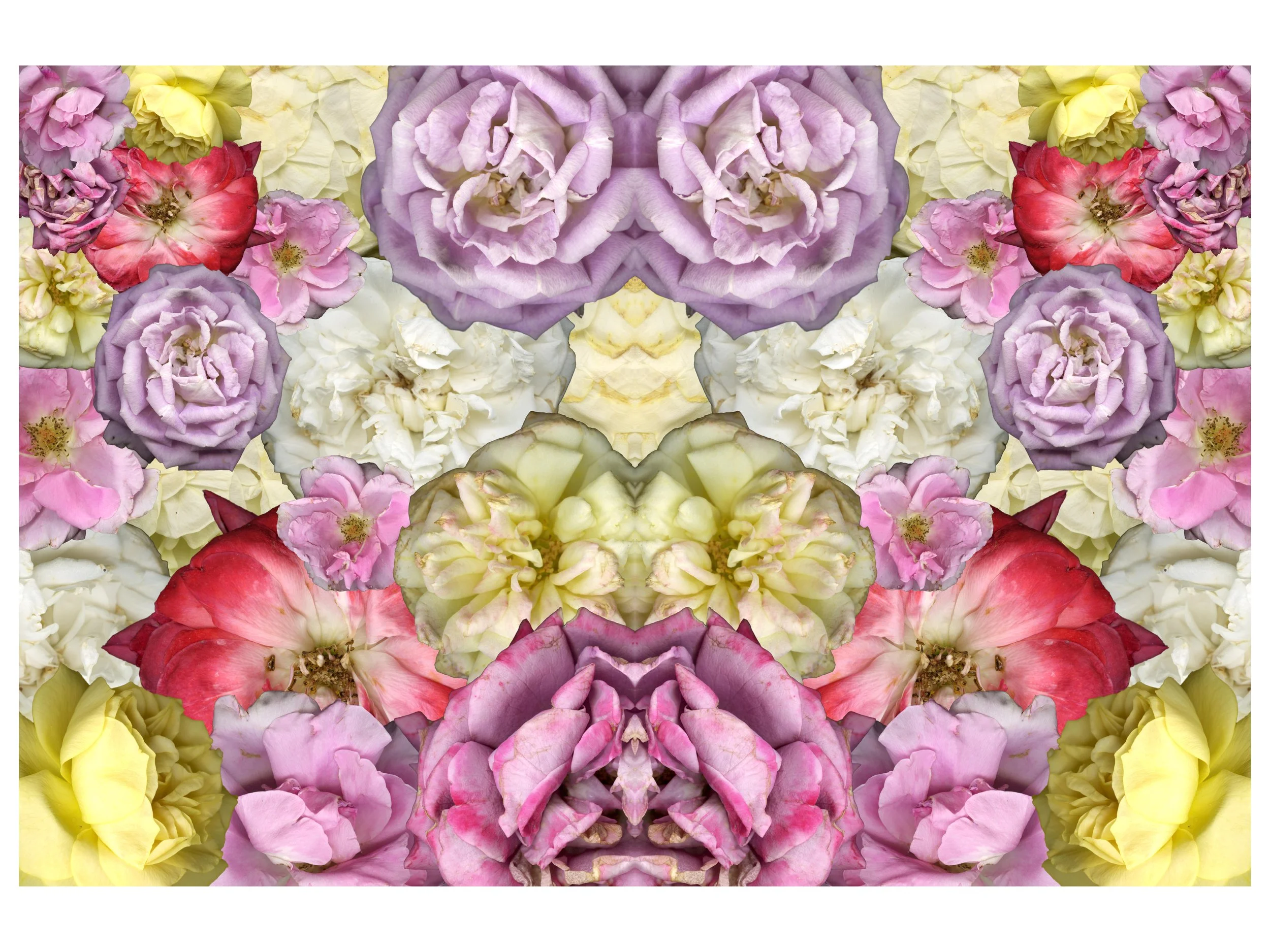 RoseBloomera_Collage_7_Mirrored_v2_.jpg