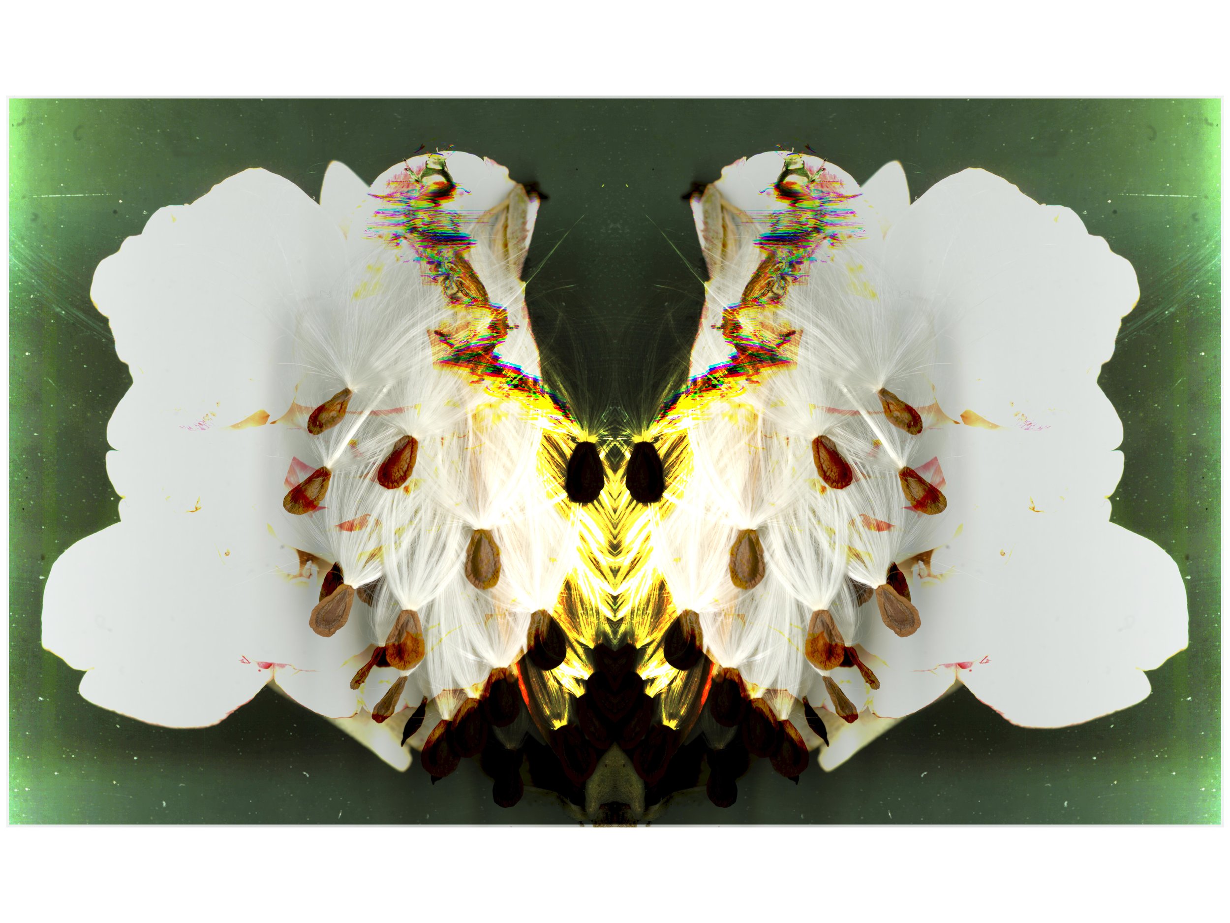 BloomBugy_1_044_Mirrored_3_YeahYeah_.jpg