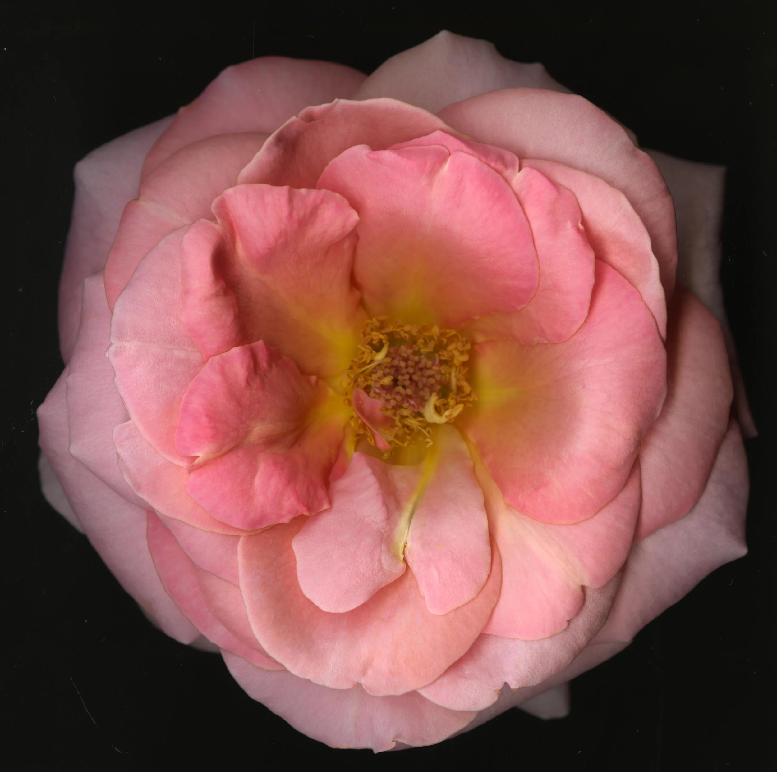 BigInkRose_1_752.jpg