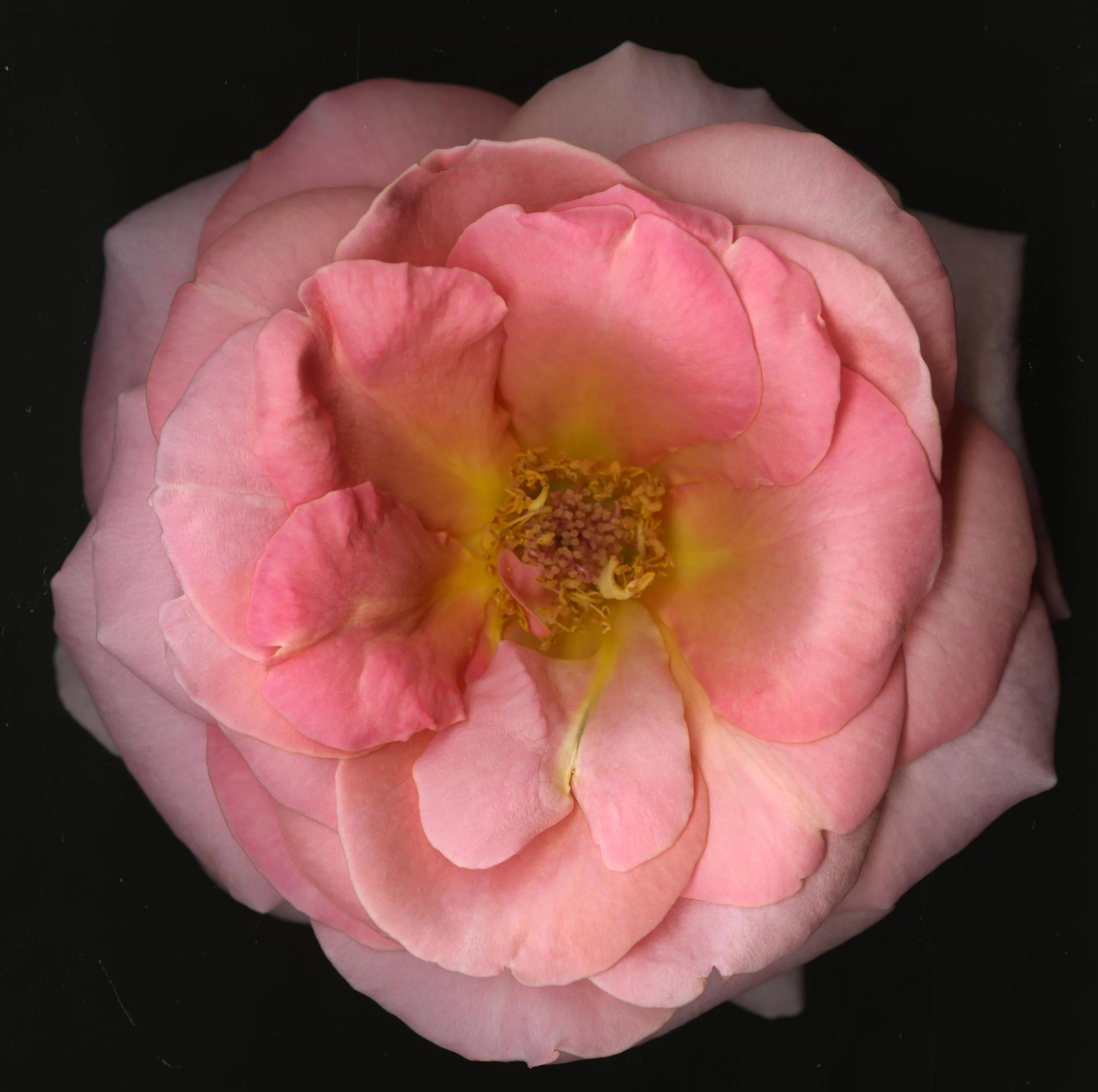 BigInkRose_1_751.jpg