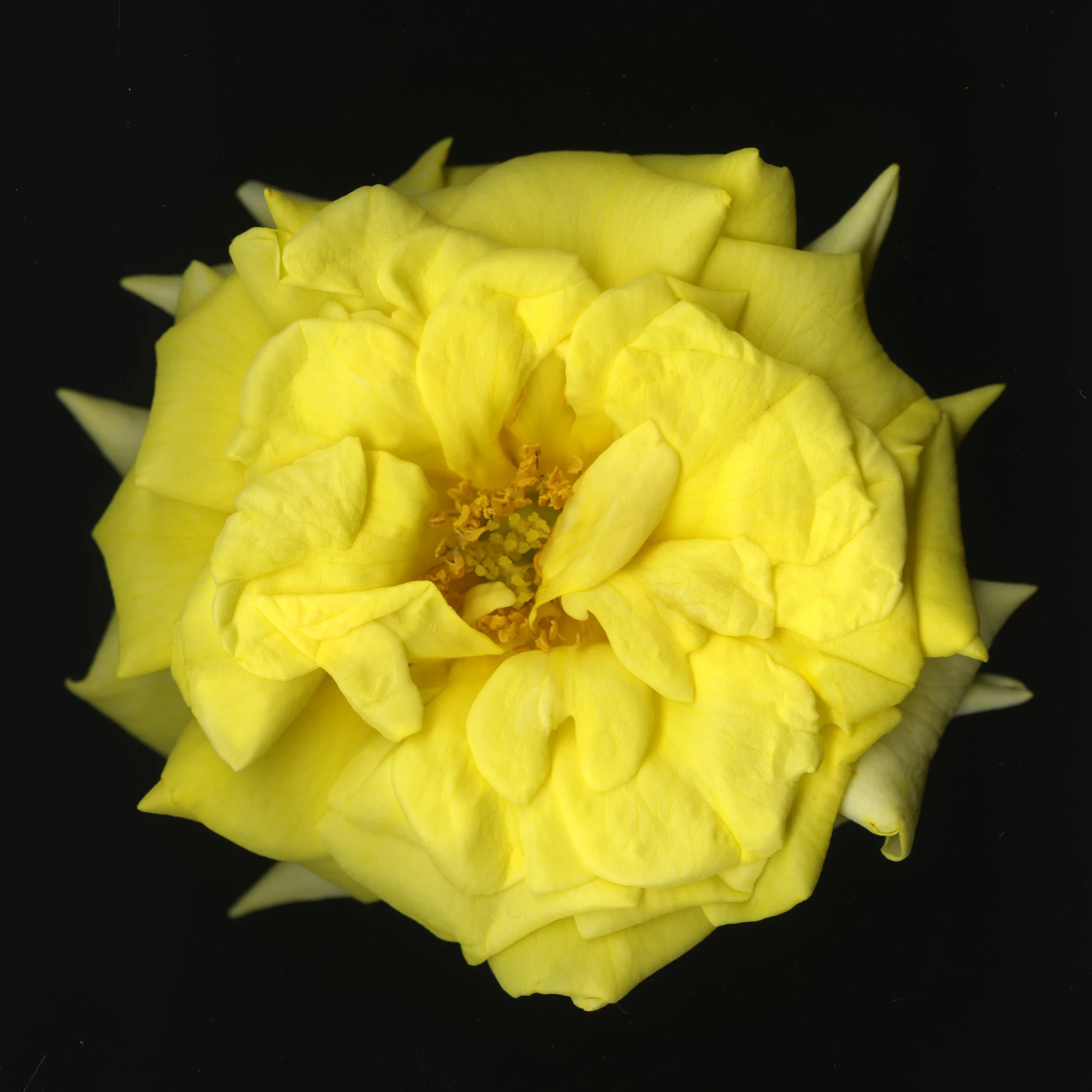 YellowBloomeraRose_1_147.jpg