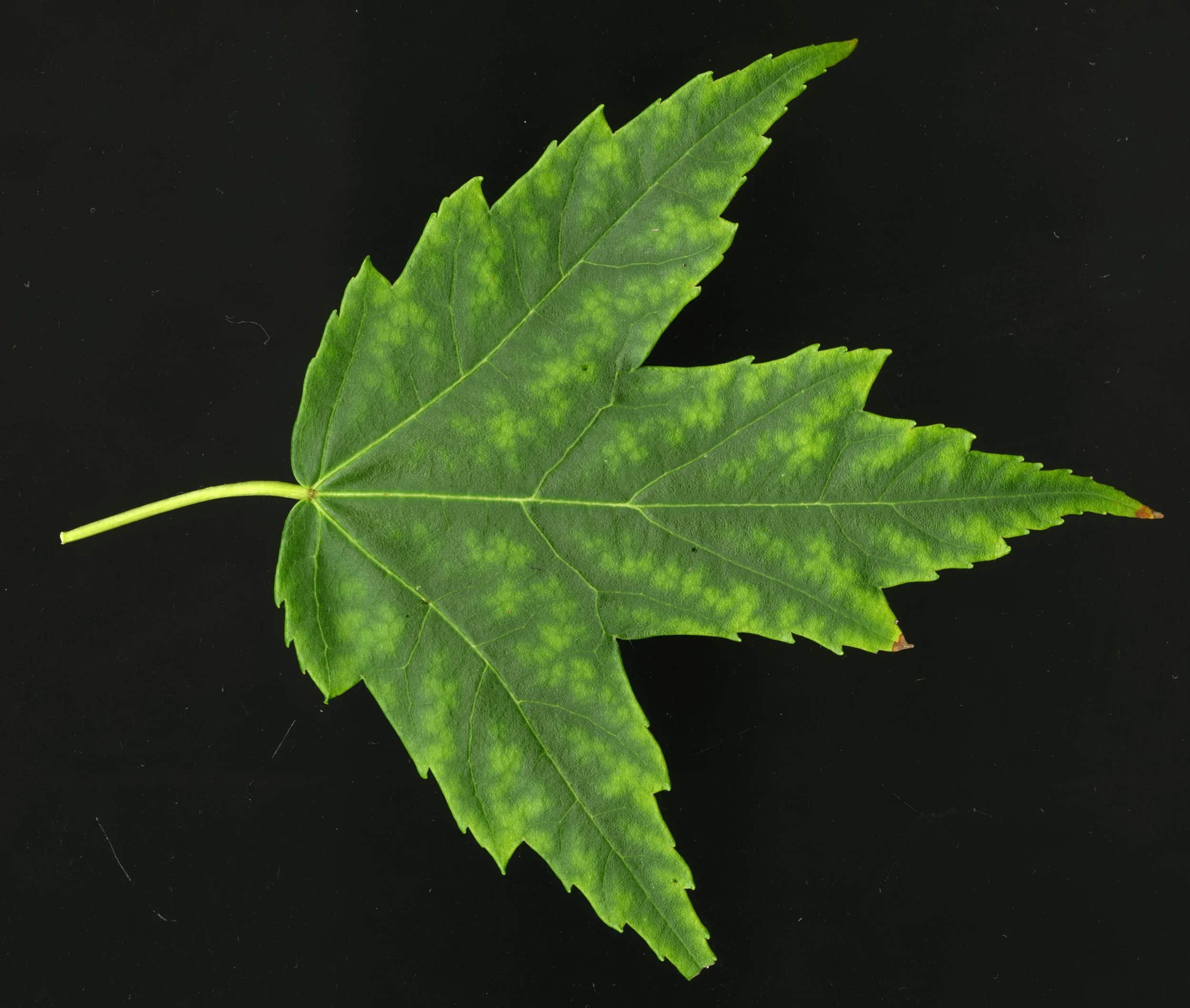 Reallycoolleaf_2_555.jpg