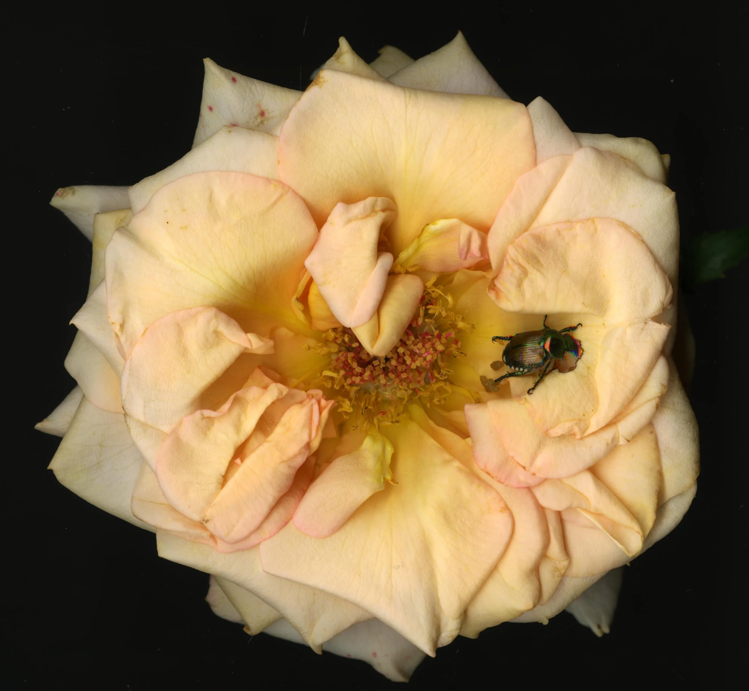 Bloomerabug_rose_1_165.jpg