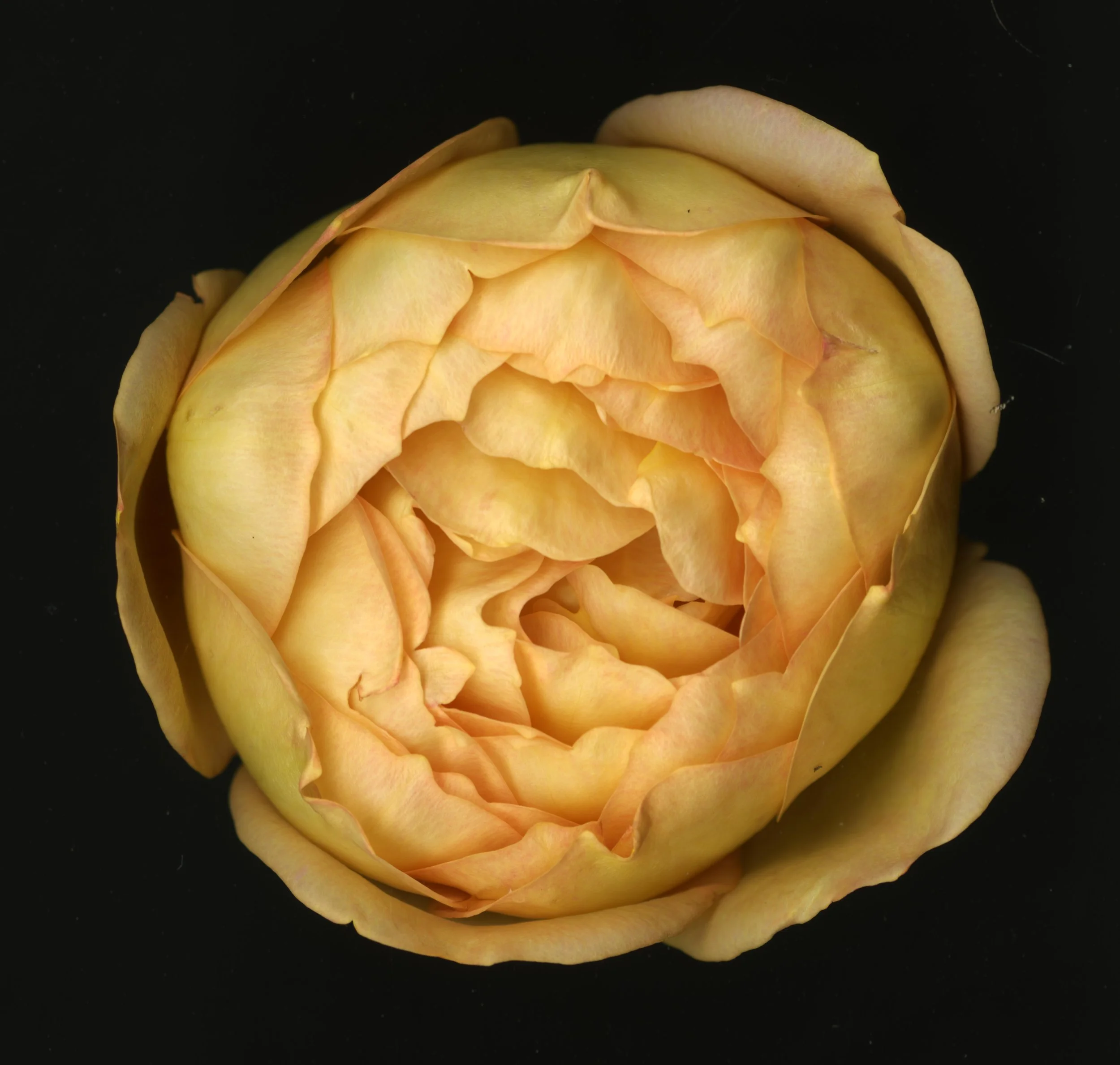 WhiteTanRoseBloomtah_1_371.jpg