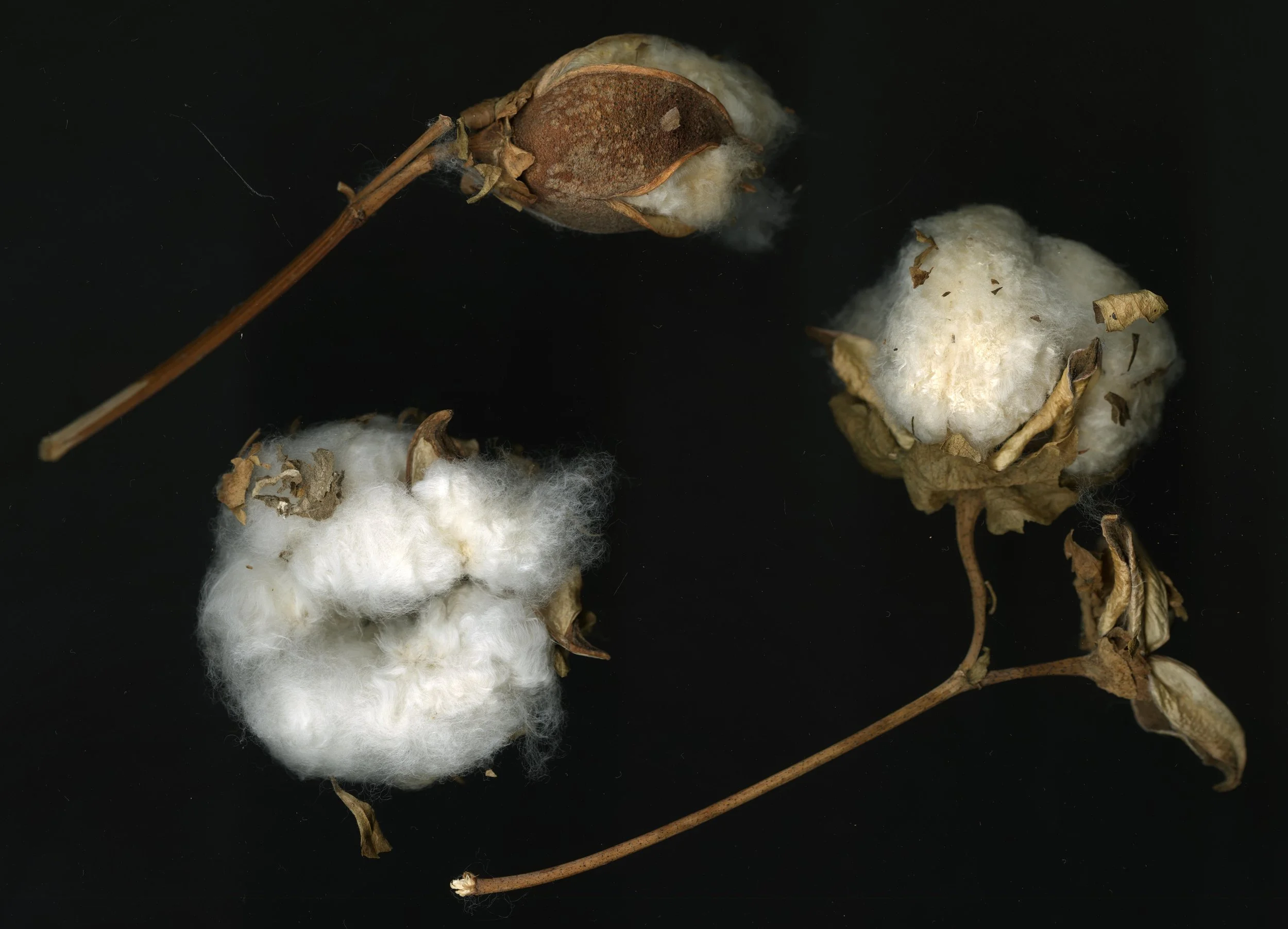 Cotton_1_368.jpg