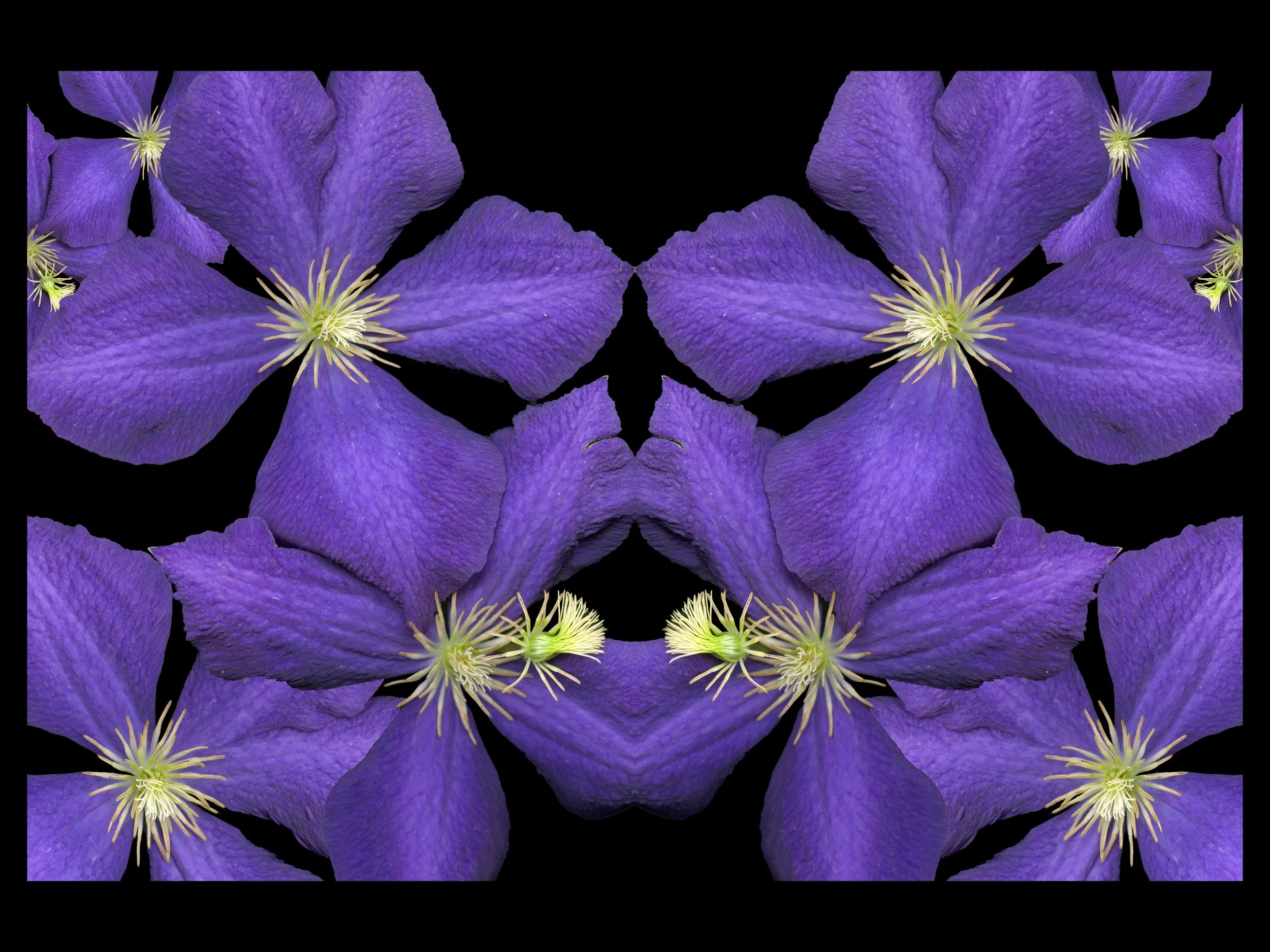PuprpBloom_1_838_Arranged_1_Black-BG_Mirrored_.jpg