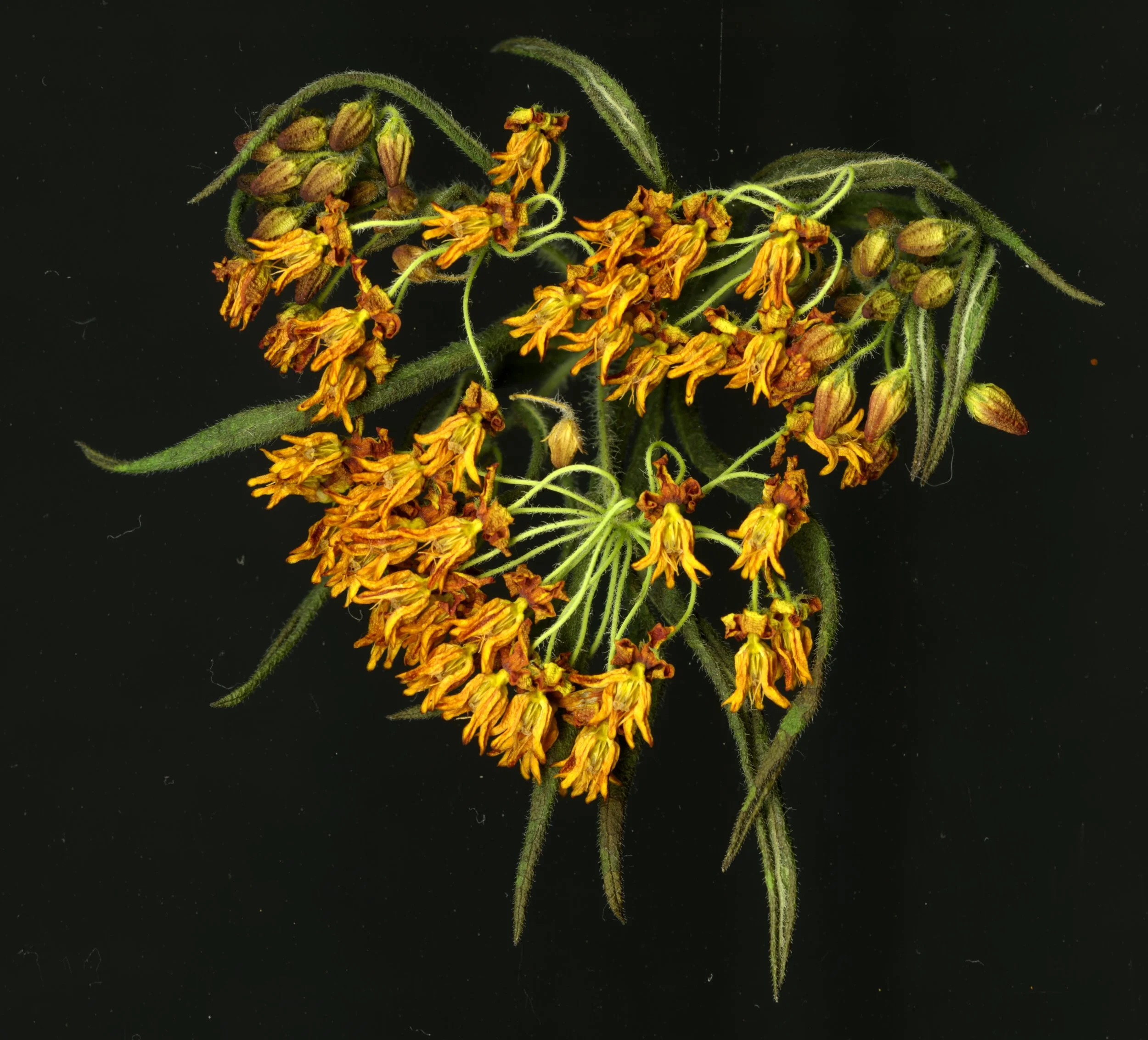 MILKWEED_4_810.jpg