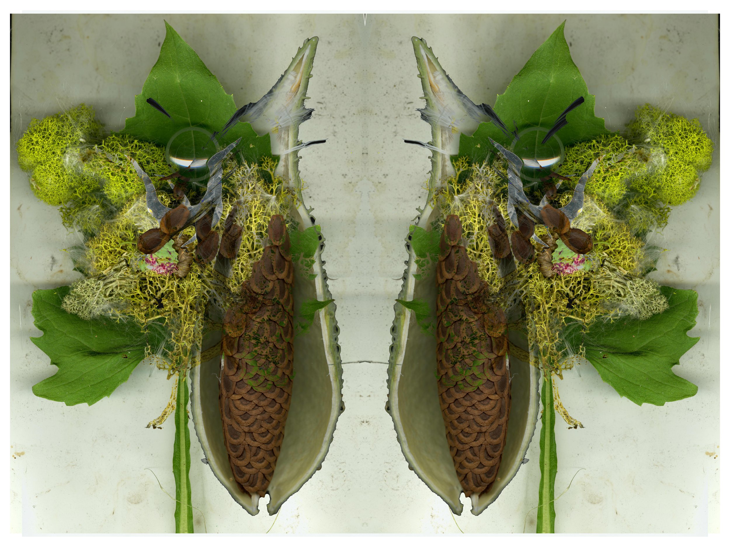 MilkweedMixCoolArtArranged_040426_1_.jpg