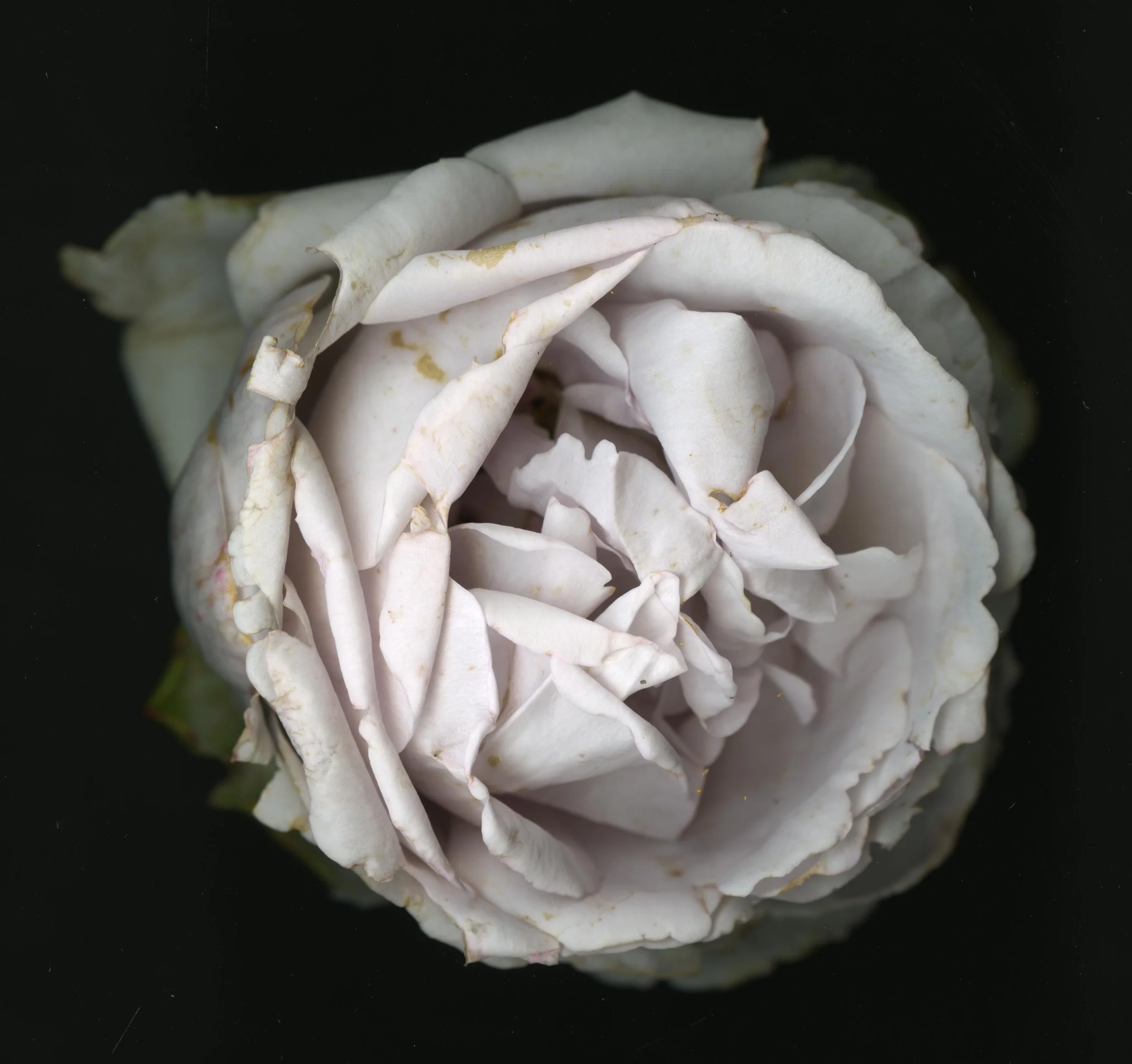 WhiteTanRoseBloomtah_1_356.jpg