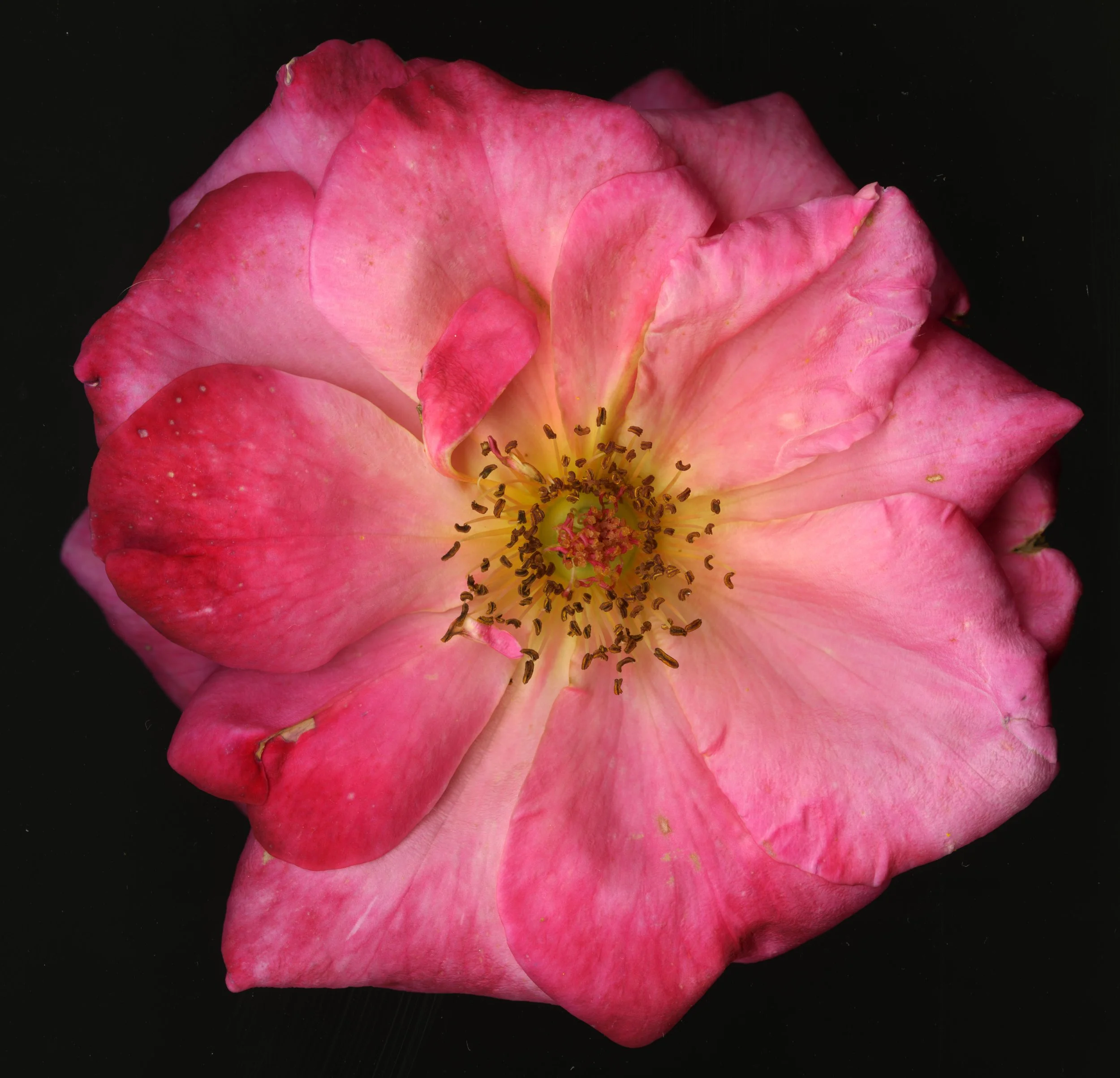 Big PinkBloomRose_1_414.jpg