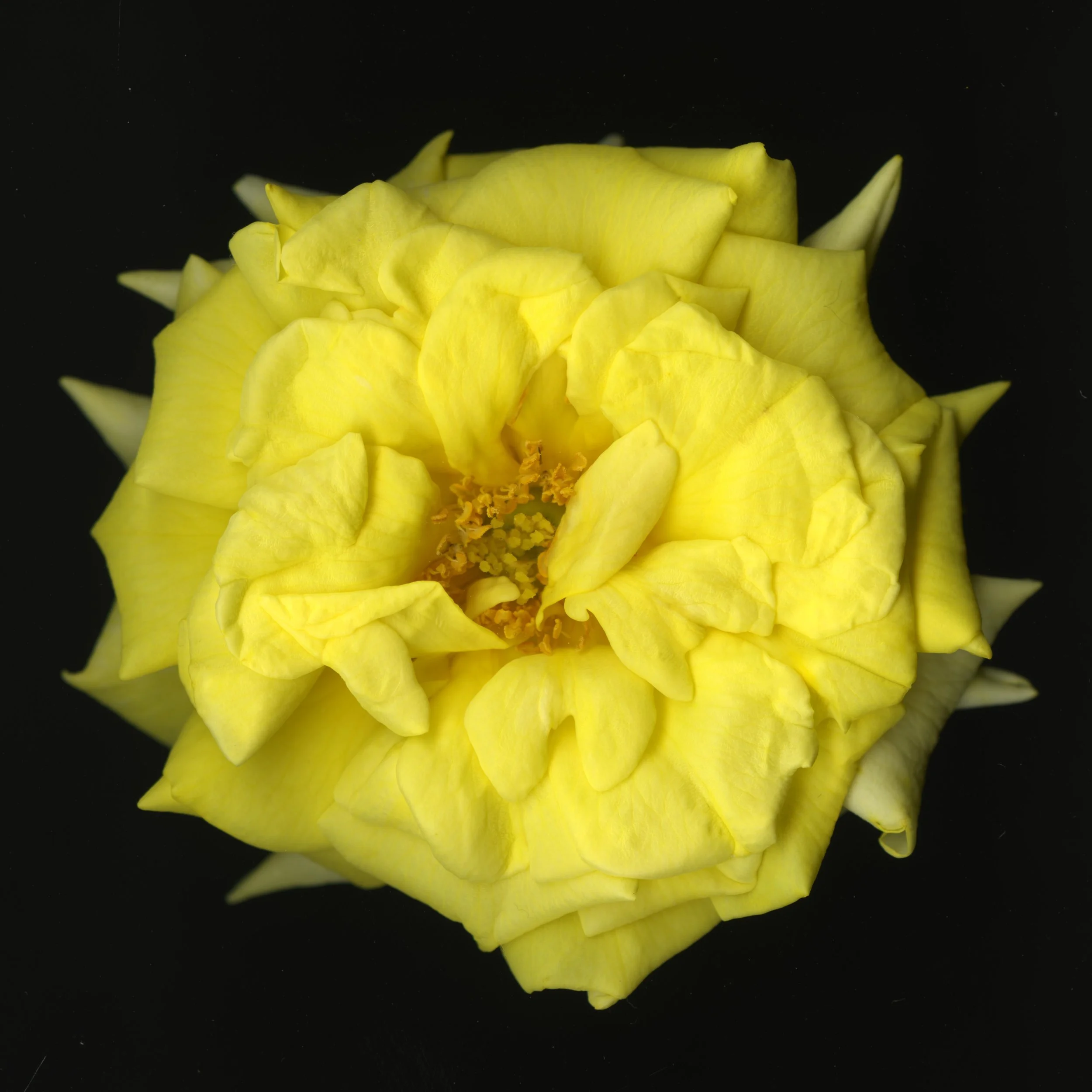 YellowBloomeraRose_1_146.jpg