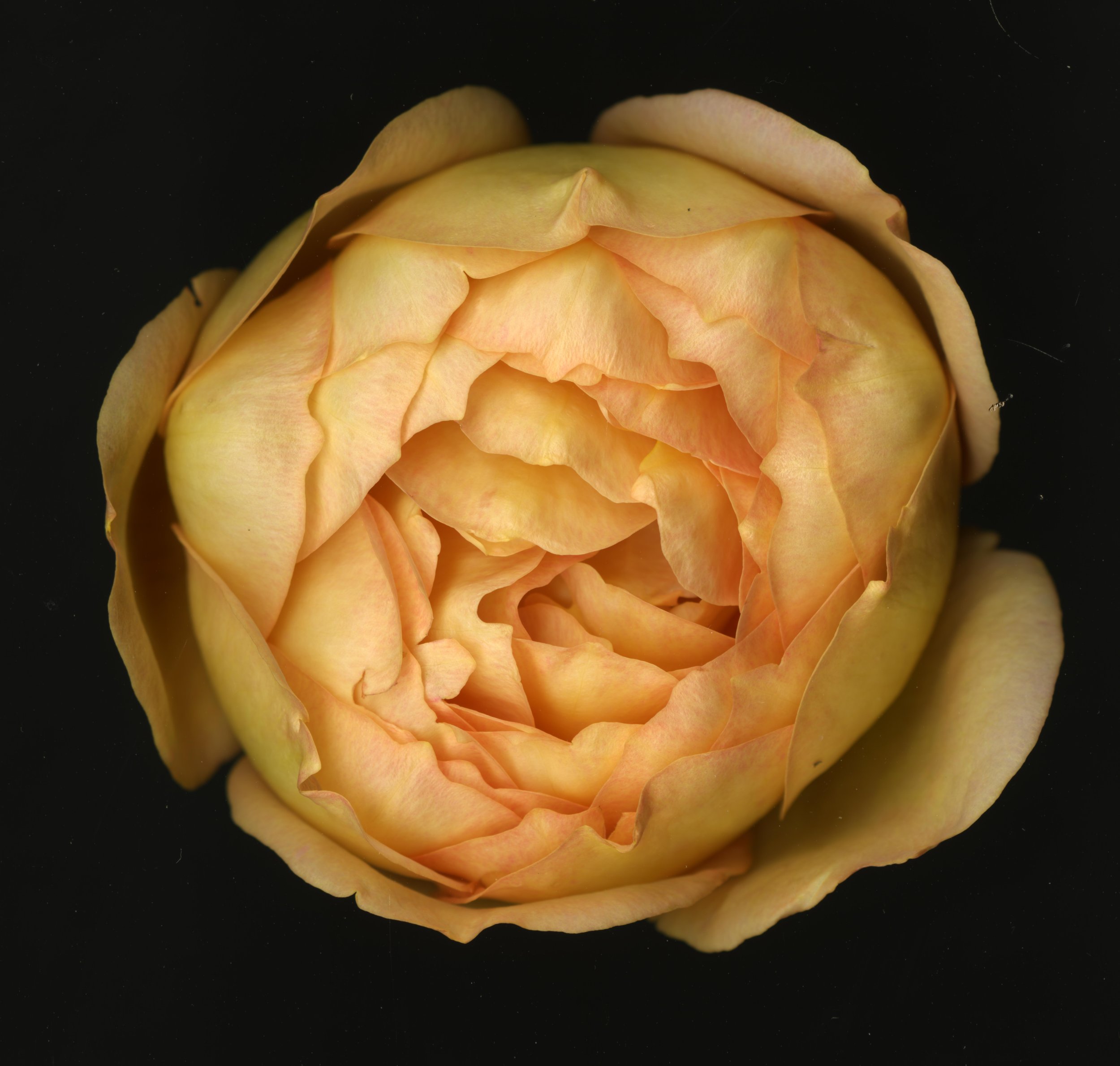 WhiteTanRoseBloomtah_1_364.jpg