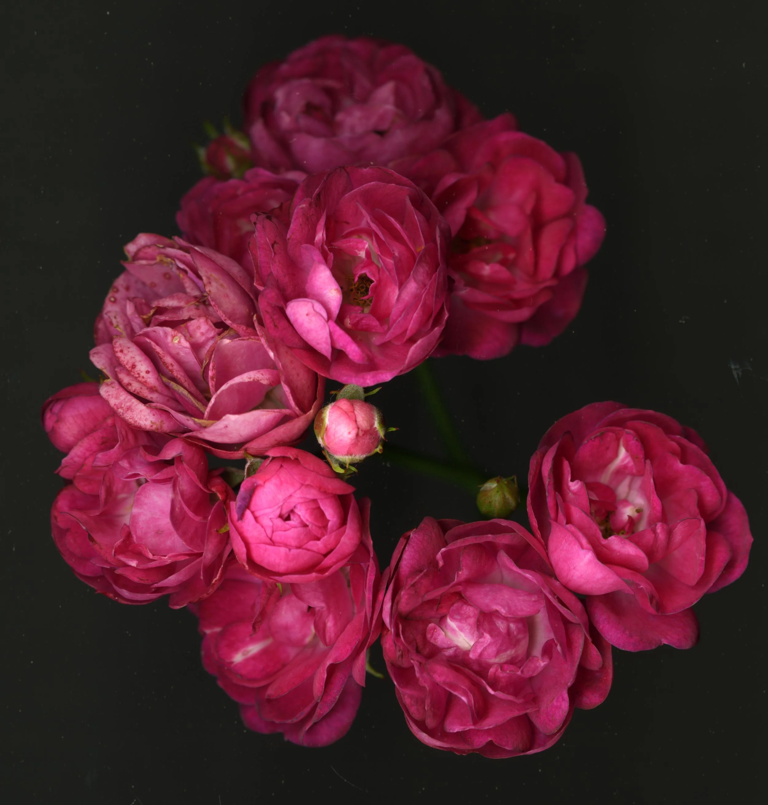 Redreosesbunch_1_721.jpg