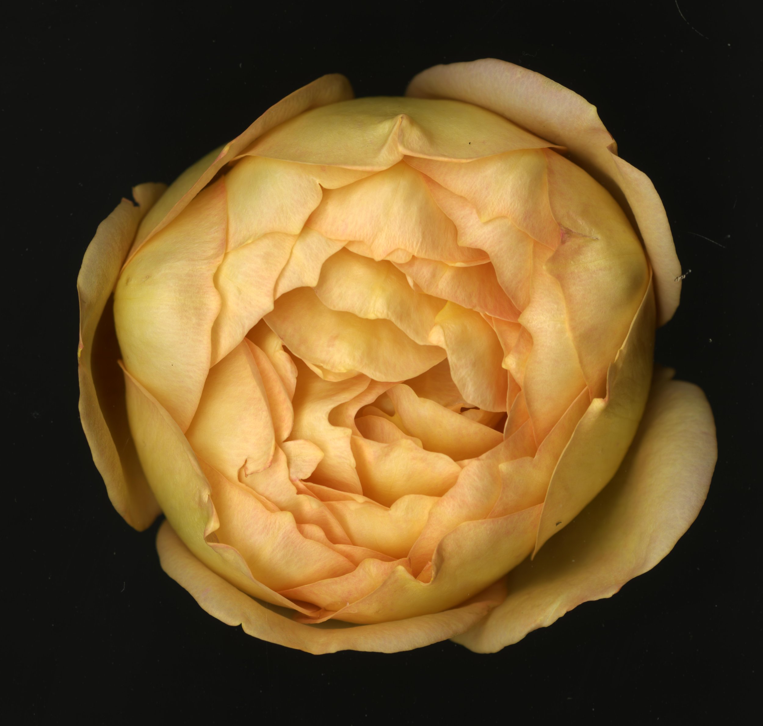 WhiteTanRoseBloomtah_1_370.jpg