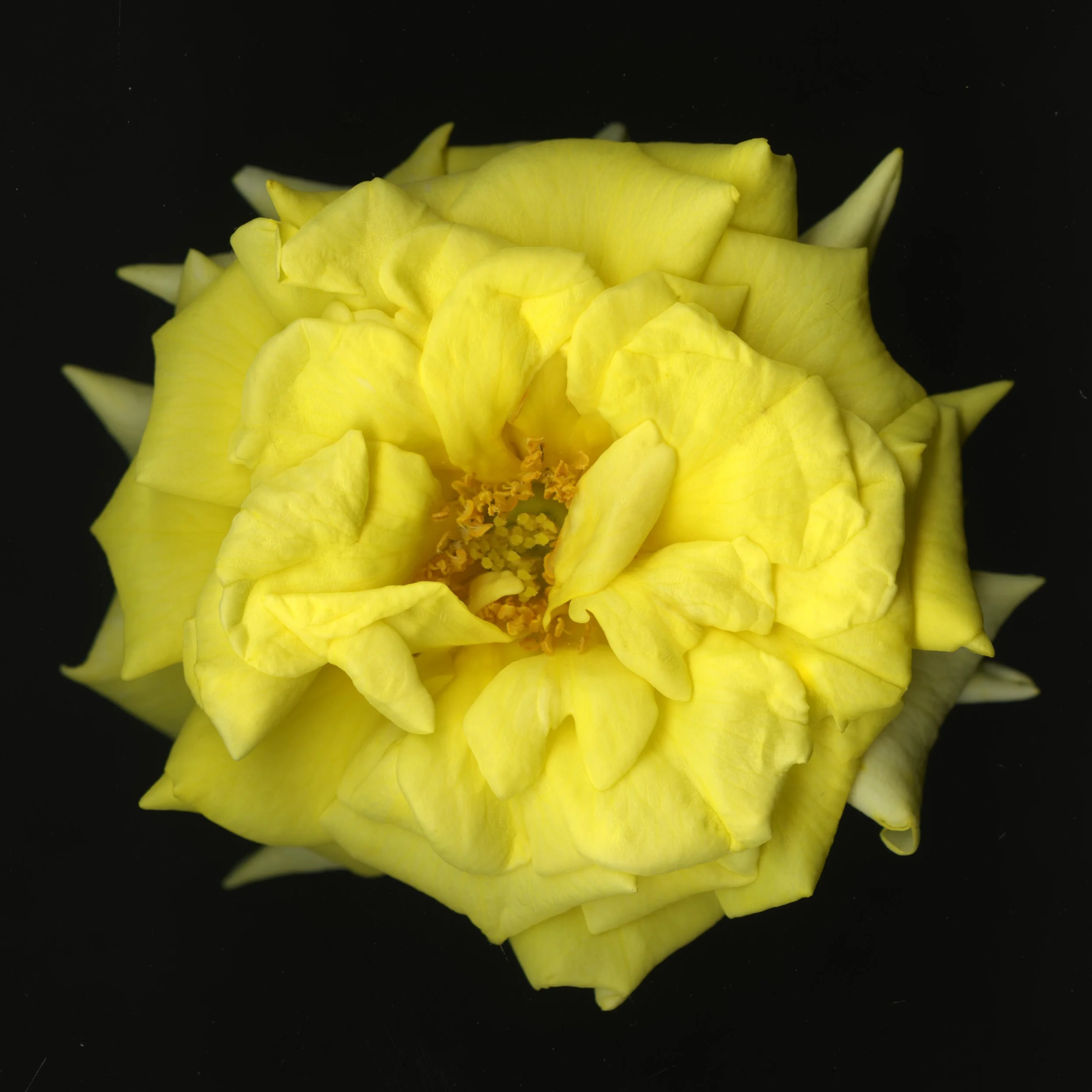 YellowBloomeraRose_1_145.jpg