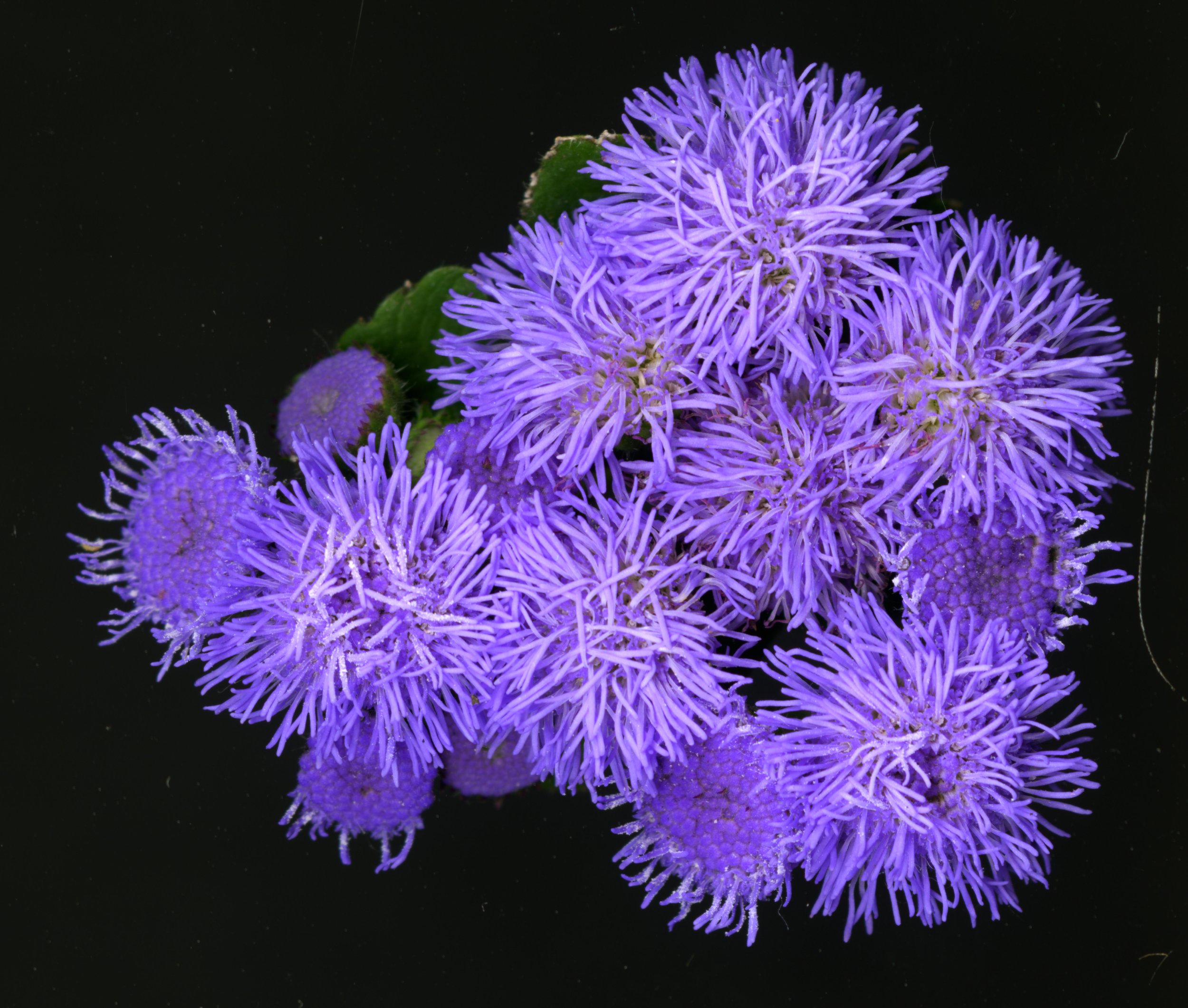 PurpleFuzzys_Bloom_1_694.jpg