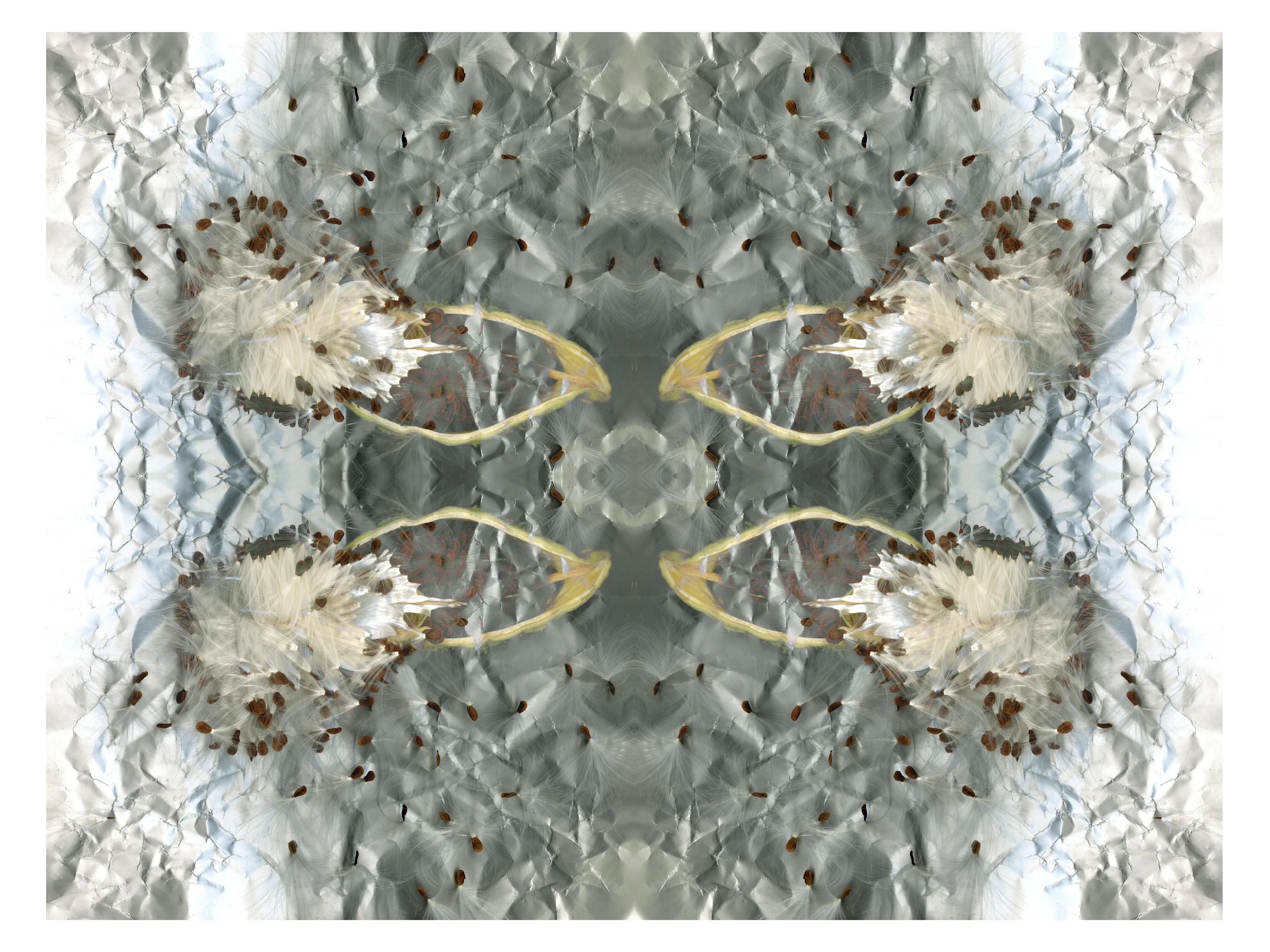 Milkweeded_design_040426_3_.jpg