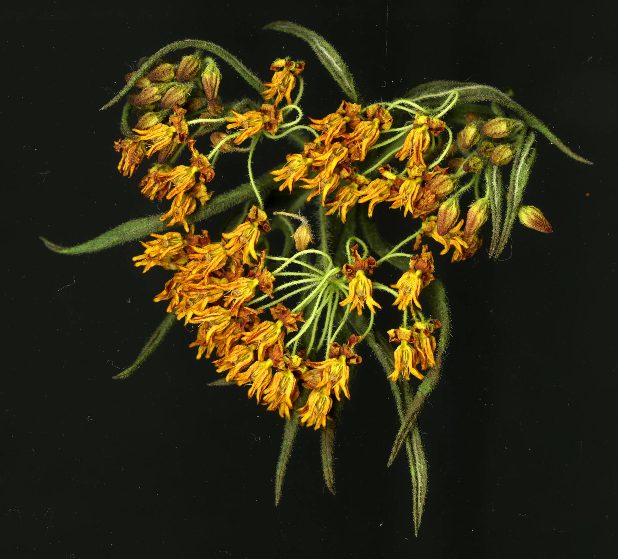 MILKWEED_4_812.jpg
