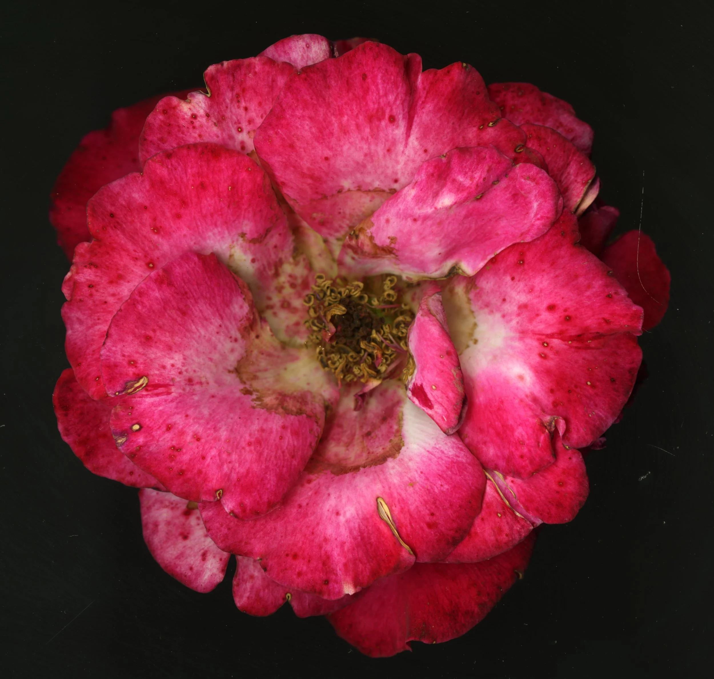 PinkRoseBloomtah_1_335.jpg