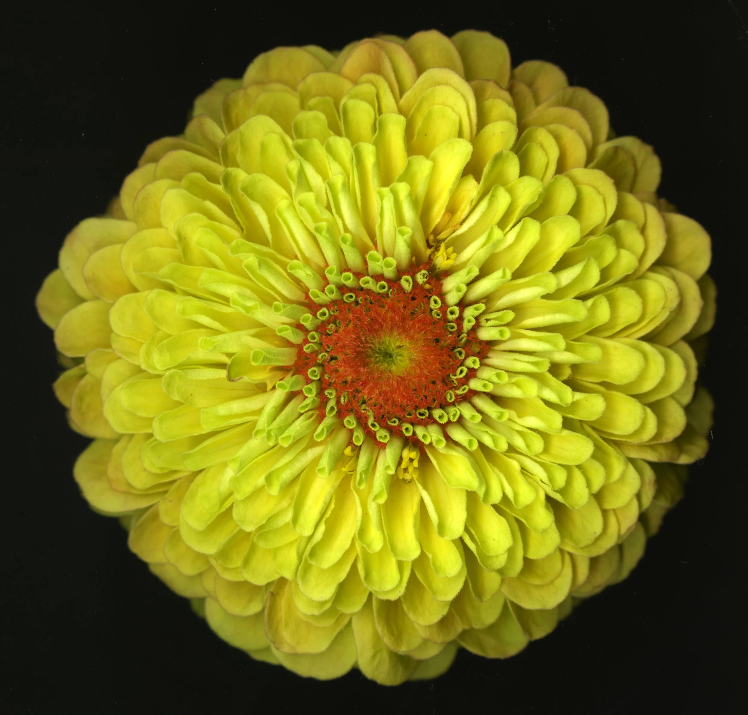 YellowBloom_1_661.jpg