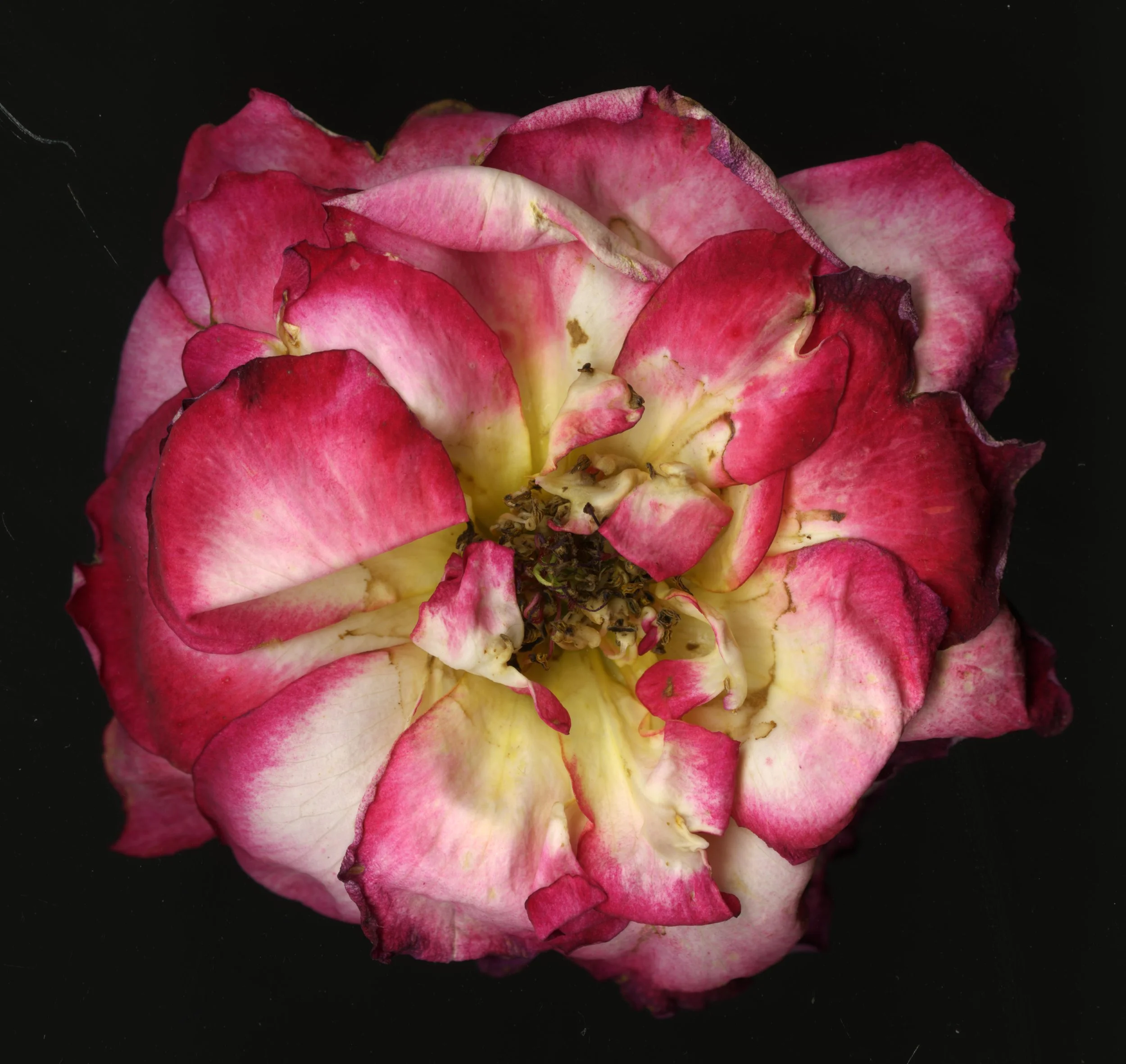 RedYellow_rose_1_897.jpg