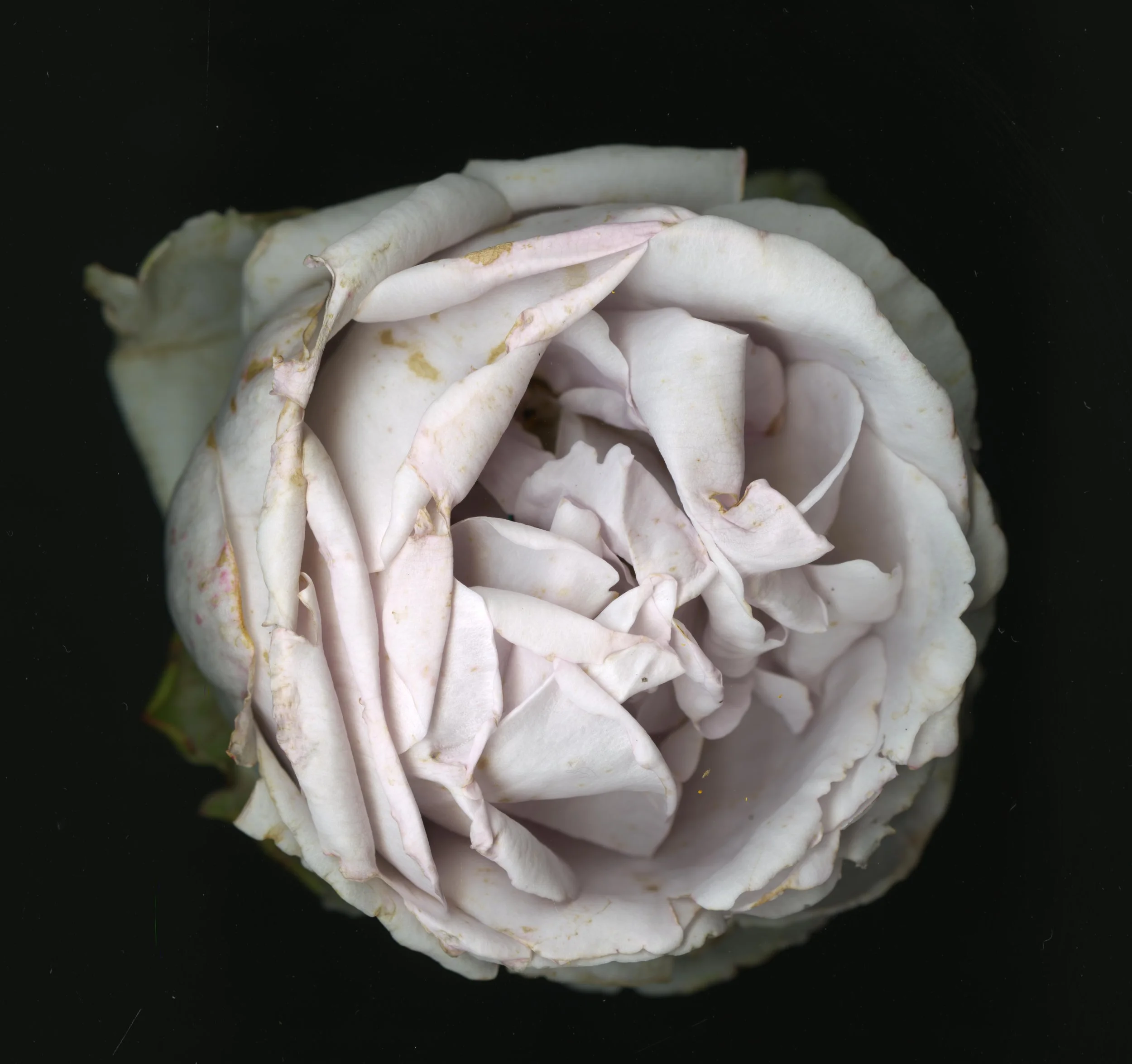 WhiteTanRoseBloomtah_1_368.jpg