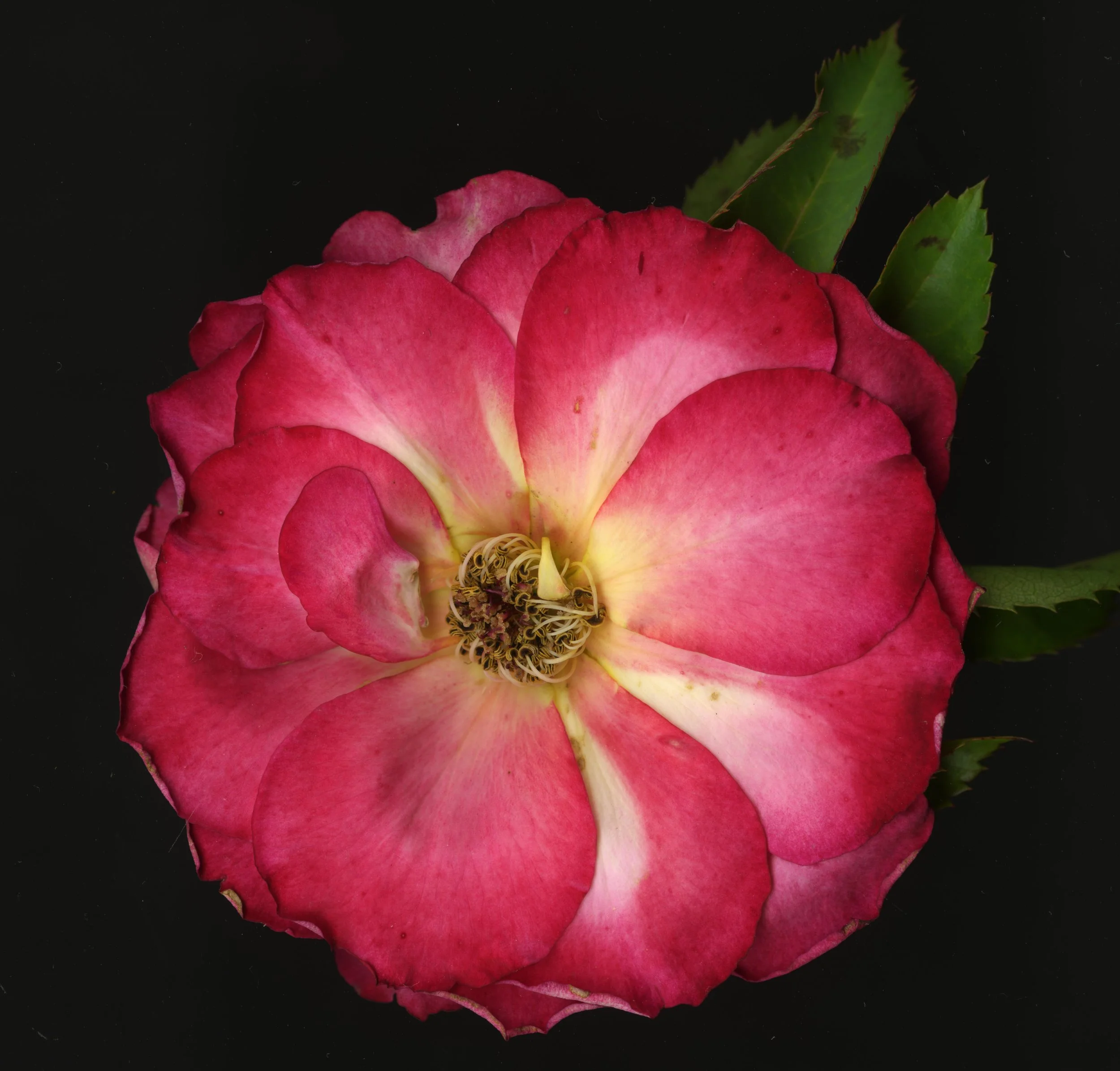 PinkRoseBloomtah_1_305.jpg