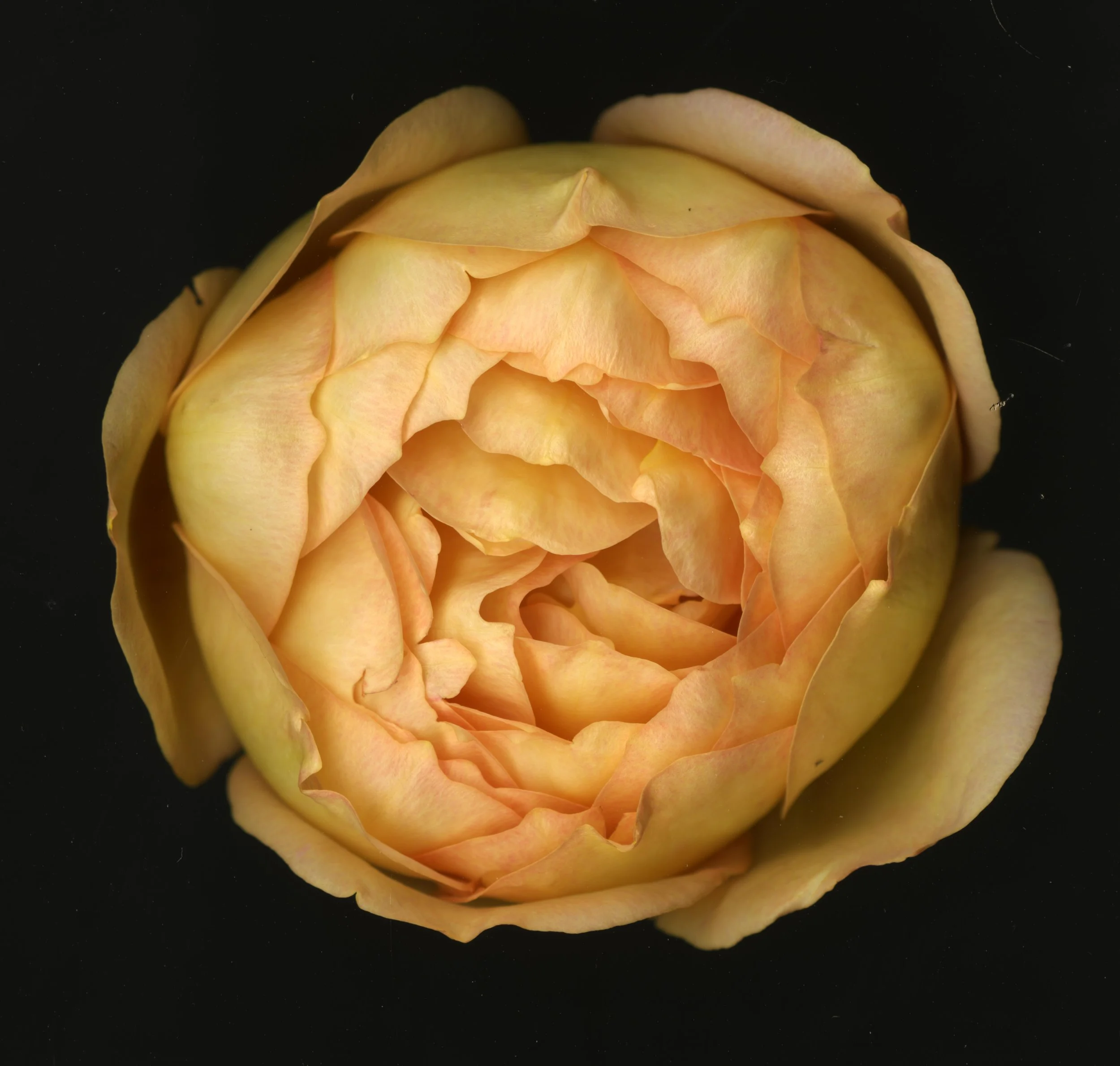 WhiteTanRoseBloomtah_1_365.jpg