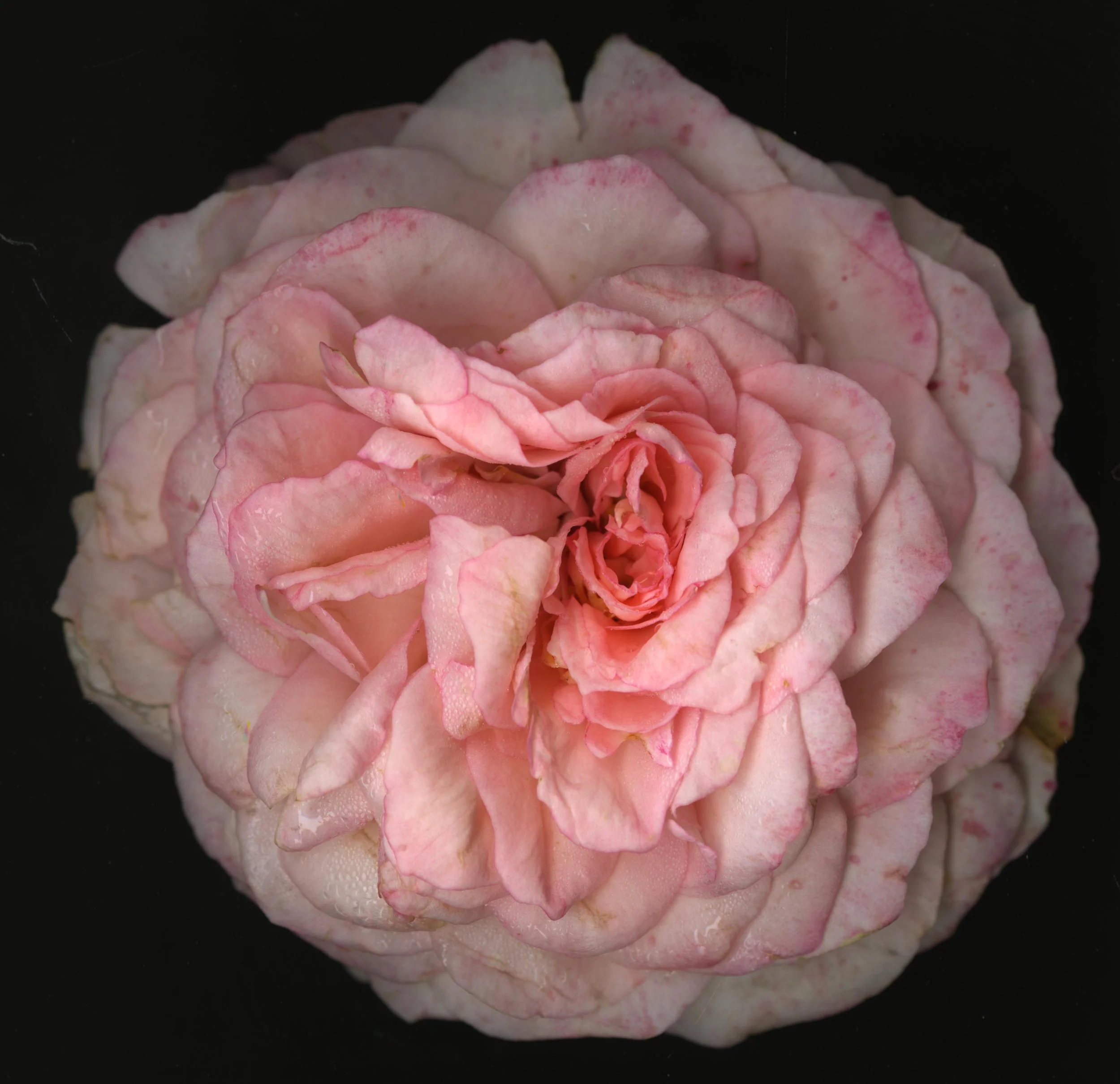 WhiteTanRoseBloomtah_1_348.jpg