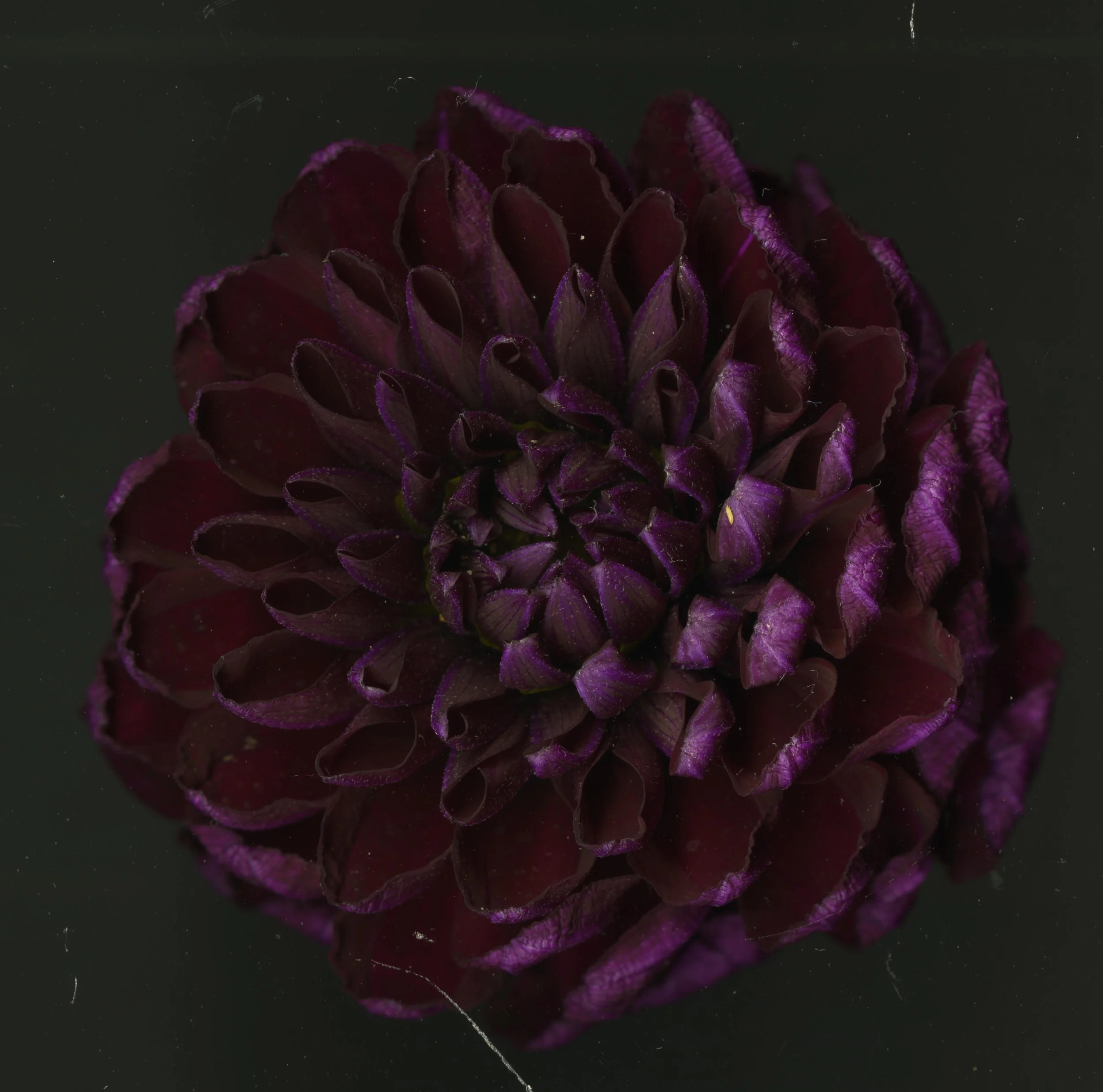 Bug On LeAF_1_925.jpg