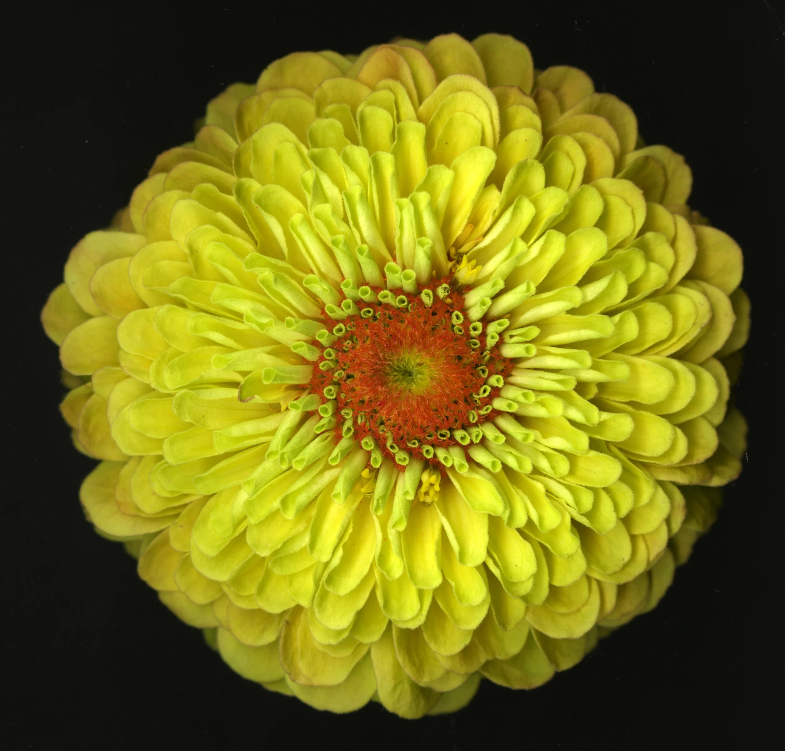 YellowBloom_1_664.jpg
