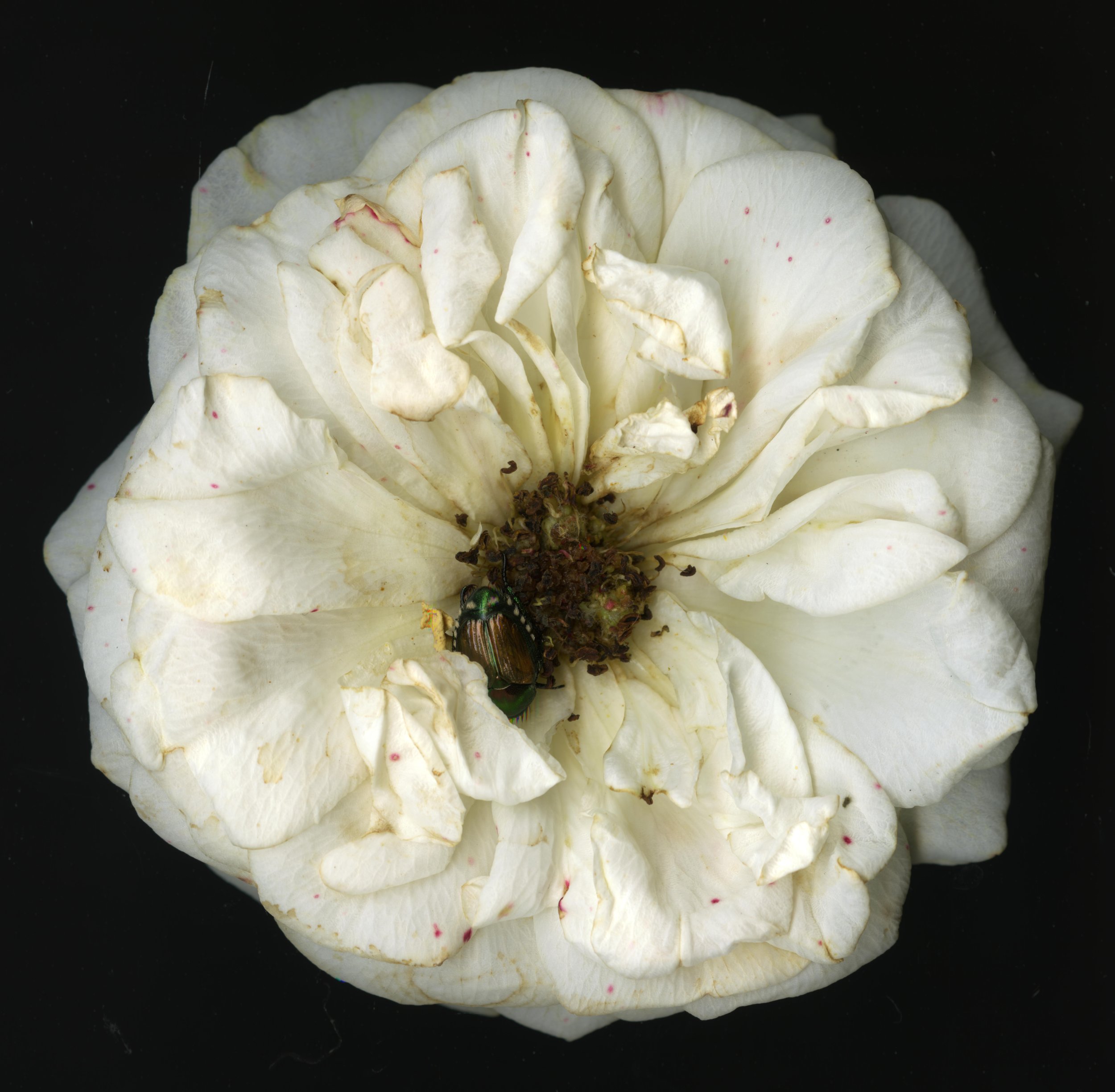 WhiteRose_bloomera_1_866.jpg