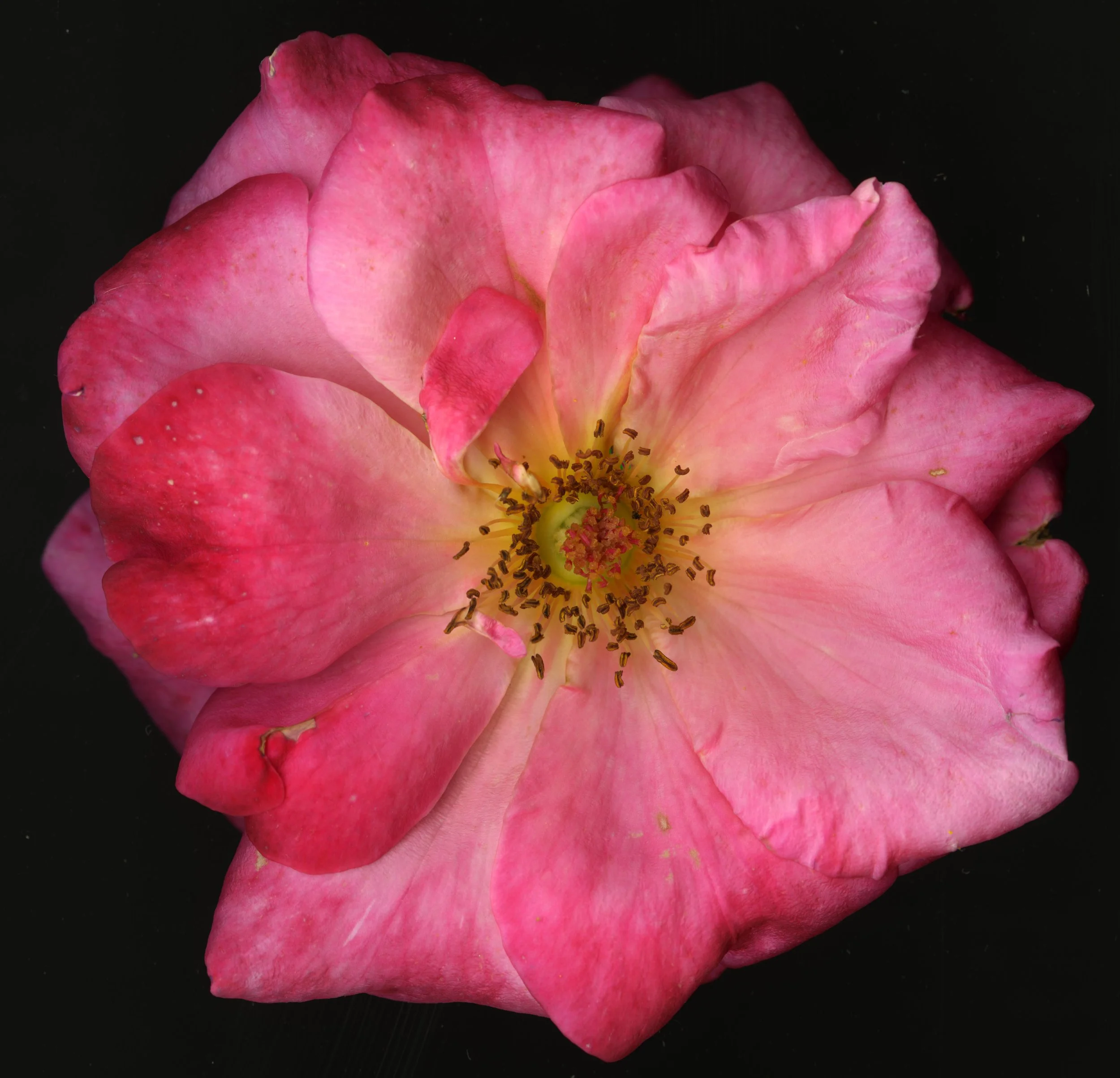 Big PinkBloomRose_1_407.jpg