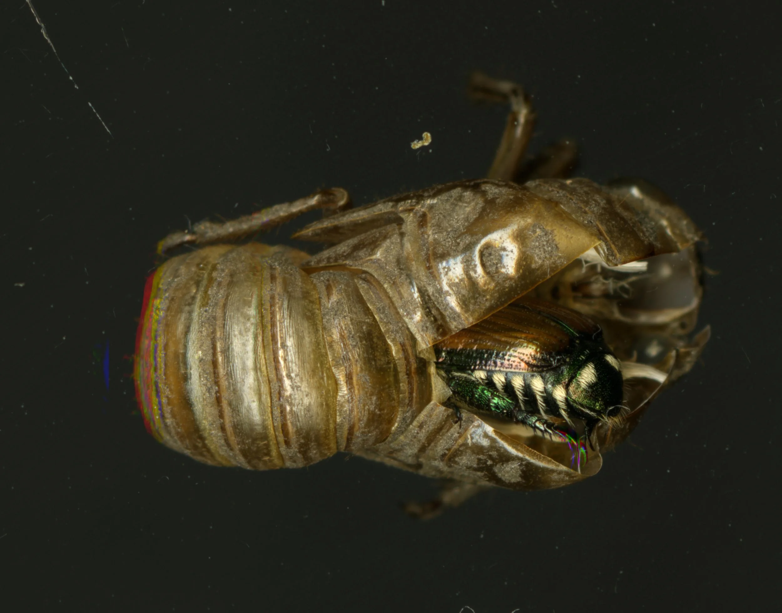 CicadaShell_Beetle_1_557.jpg