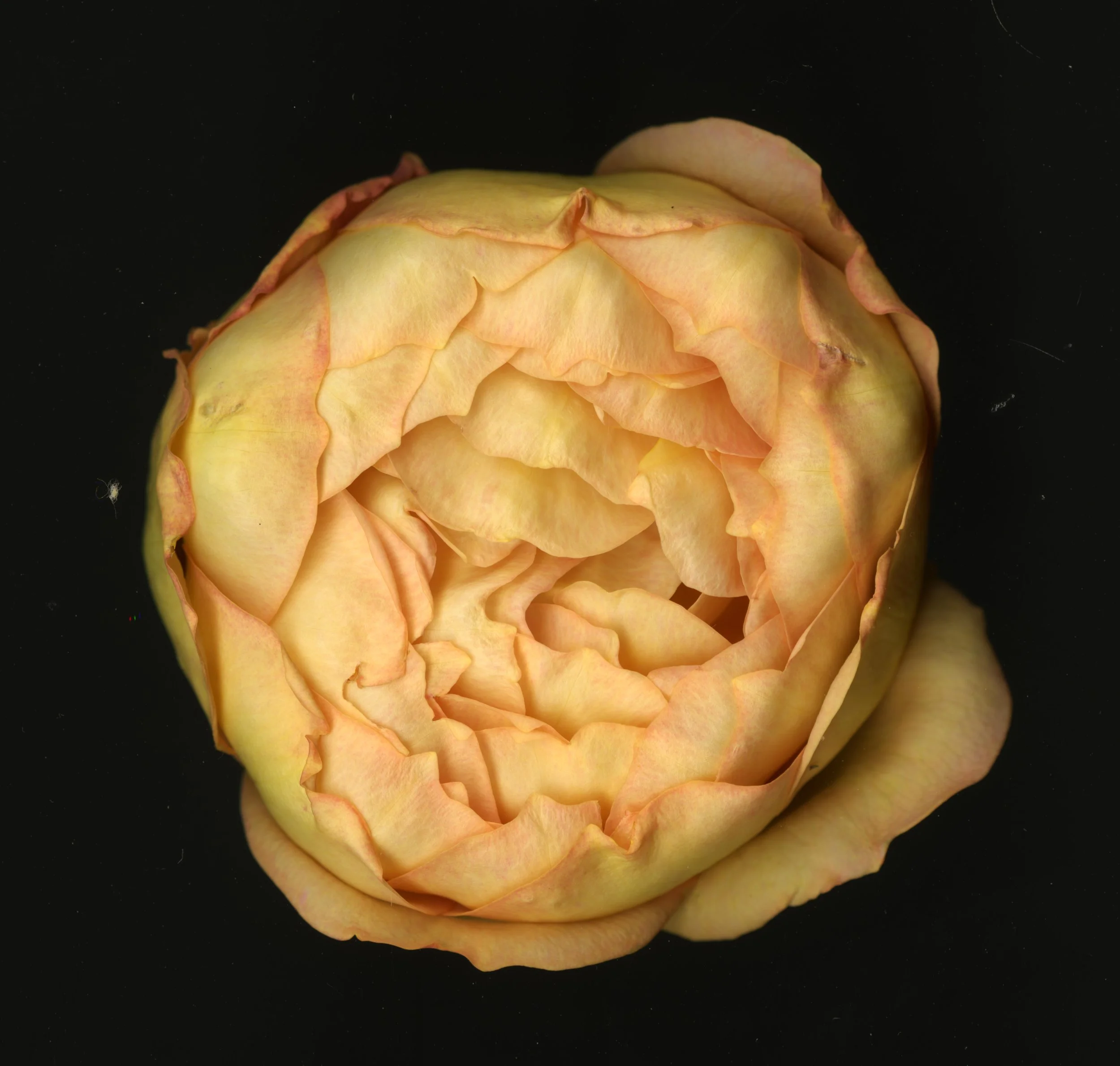 WhiteTanRoseBloomtah_1_383.jpg