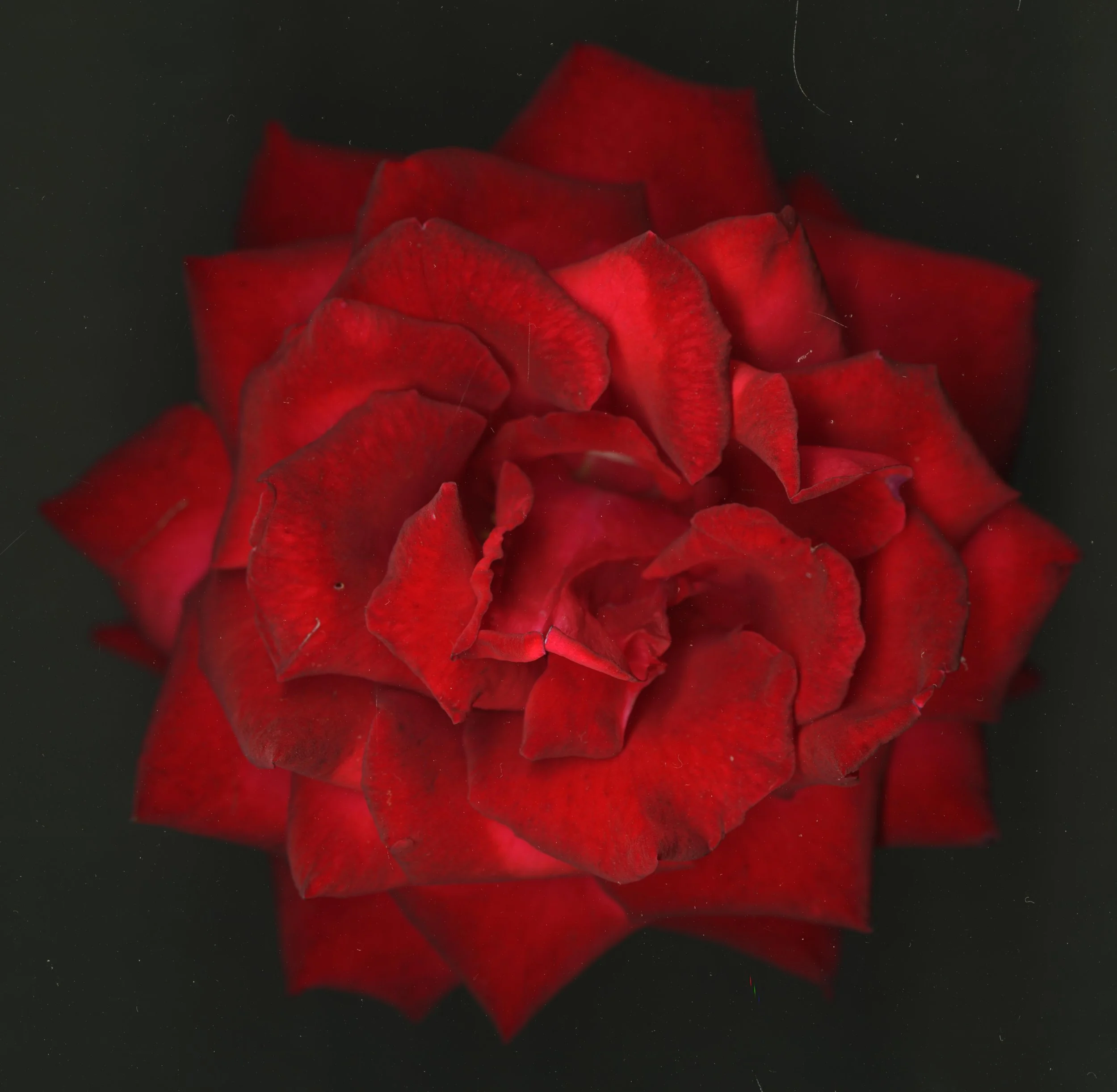 RedRoseBloomtah_1_274.jpg