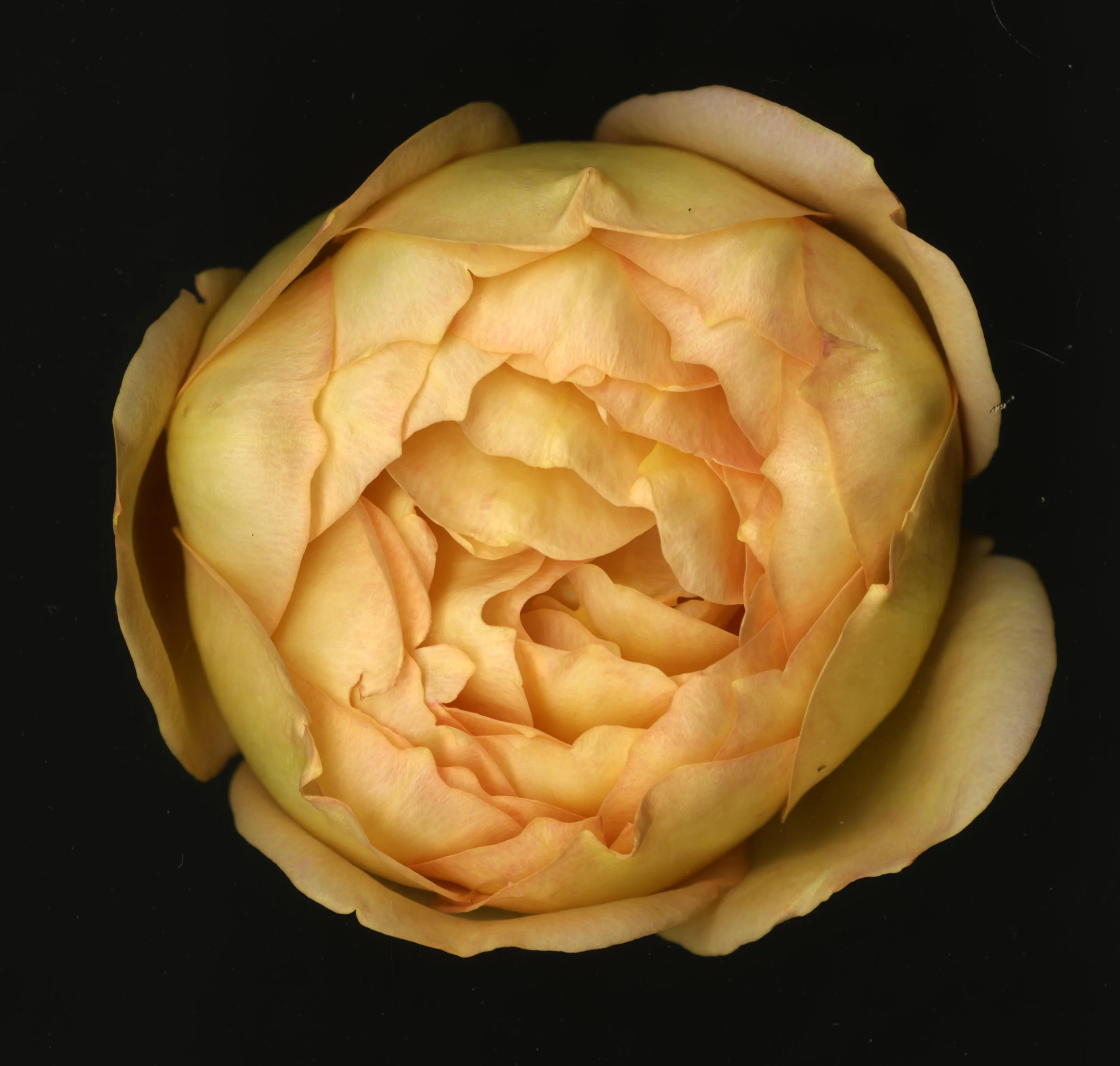 WhiteTanRoseBloomtah_1_369.jpg