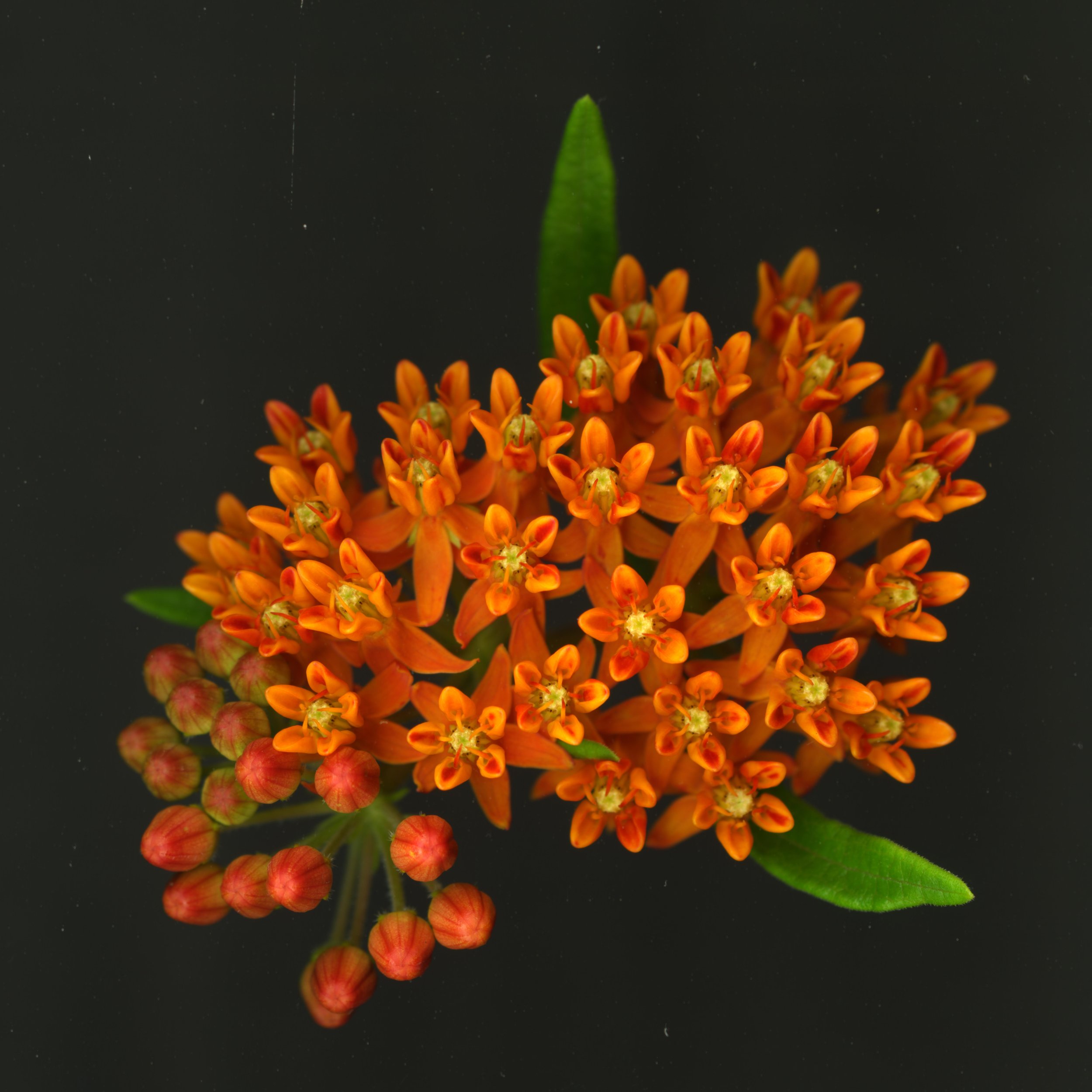 OrangeMillkweed_1_896.jpg