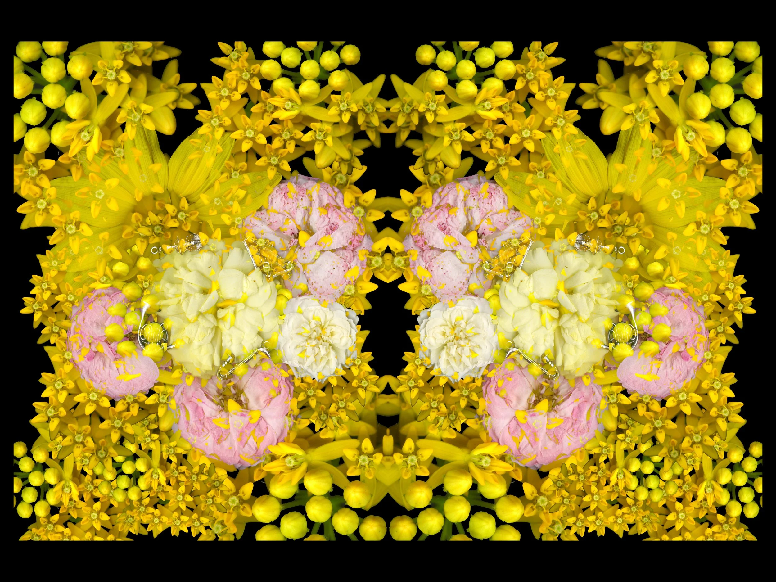 WHiteYellowBloomtah_1_823_Mirrored_1_.jpg
