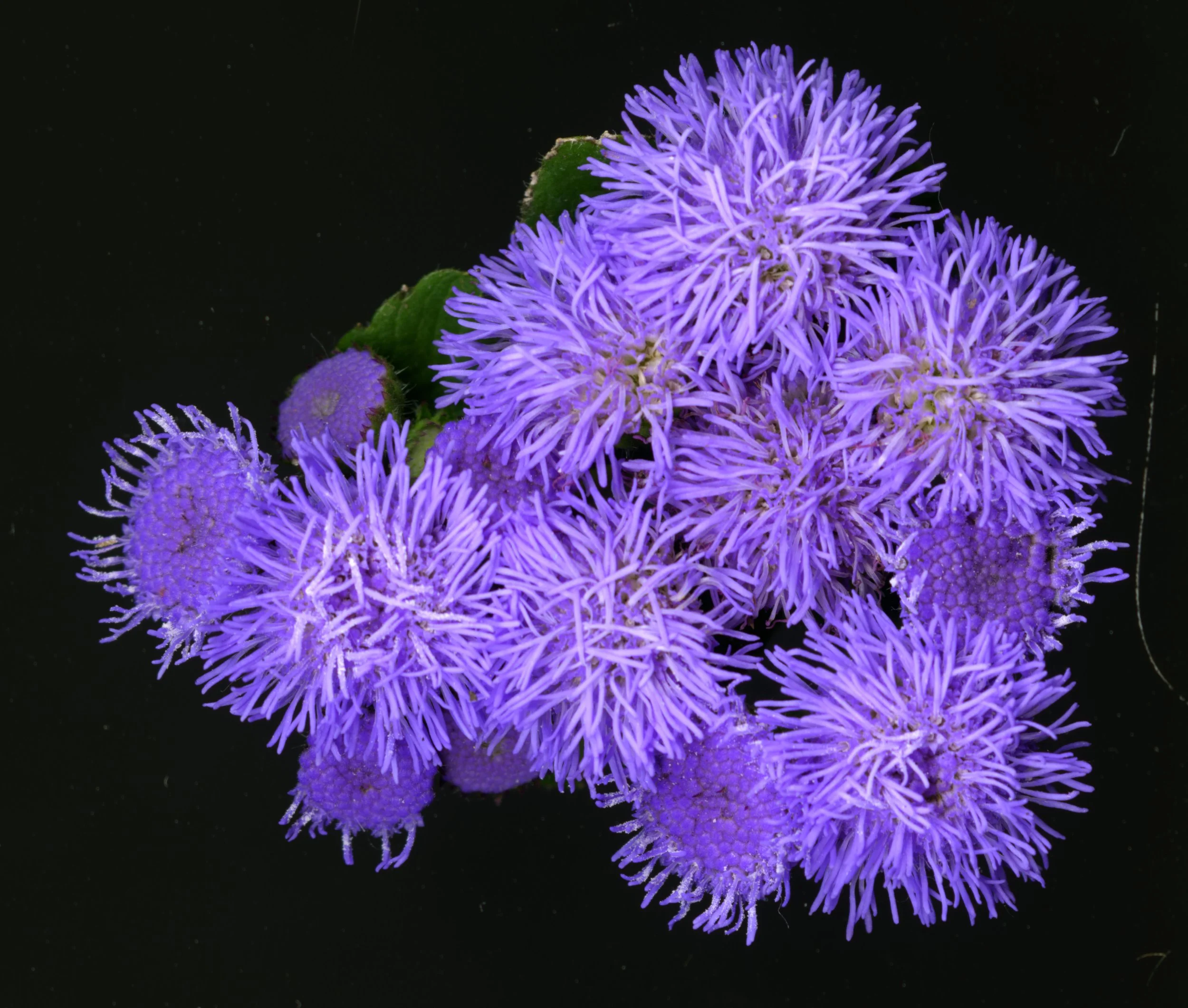 PurpleFuzzys_Bloom_1_696.jpg