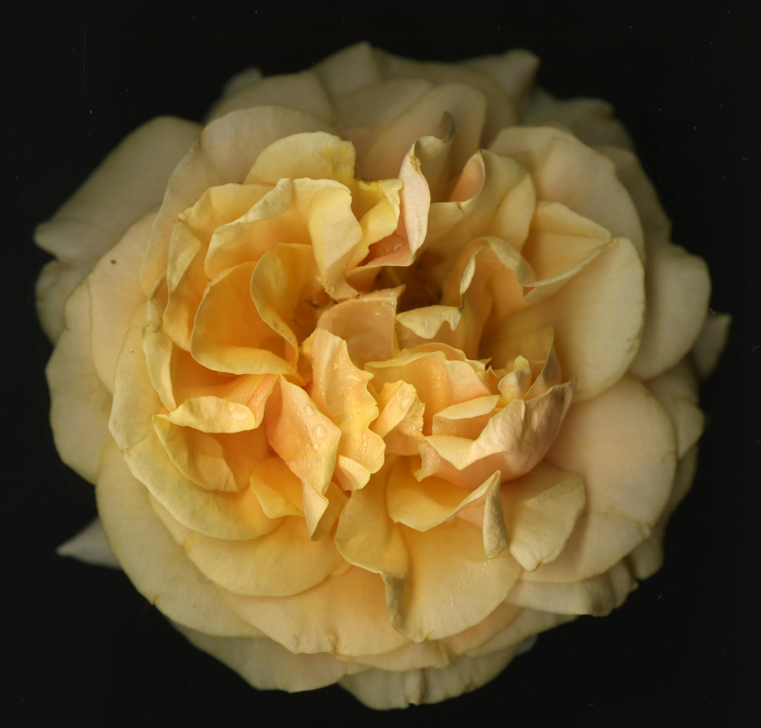 OrangeBloomRose_1_082.jpg