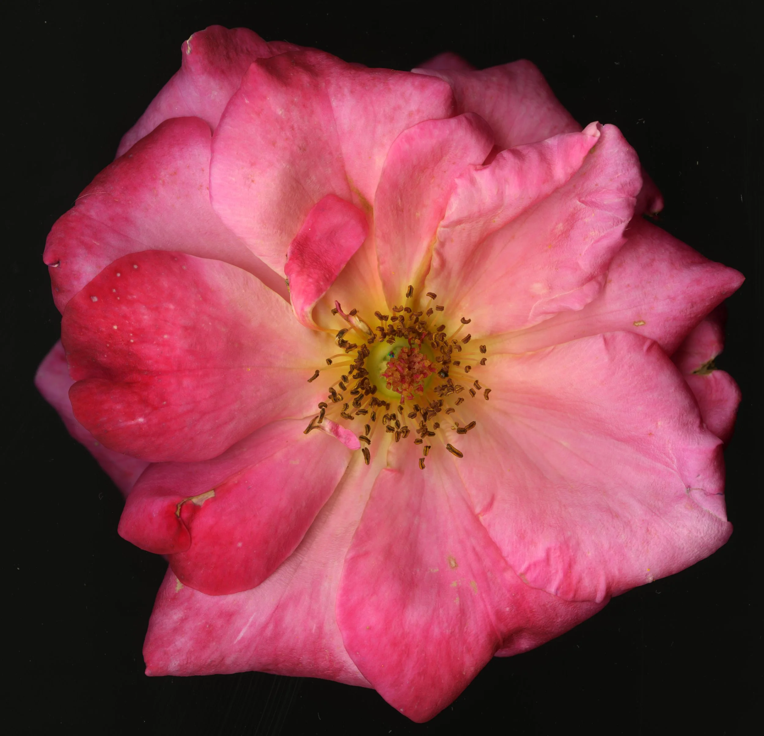 Big PinkBloomRose_1_410.jpg