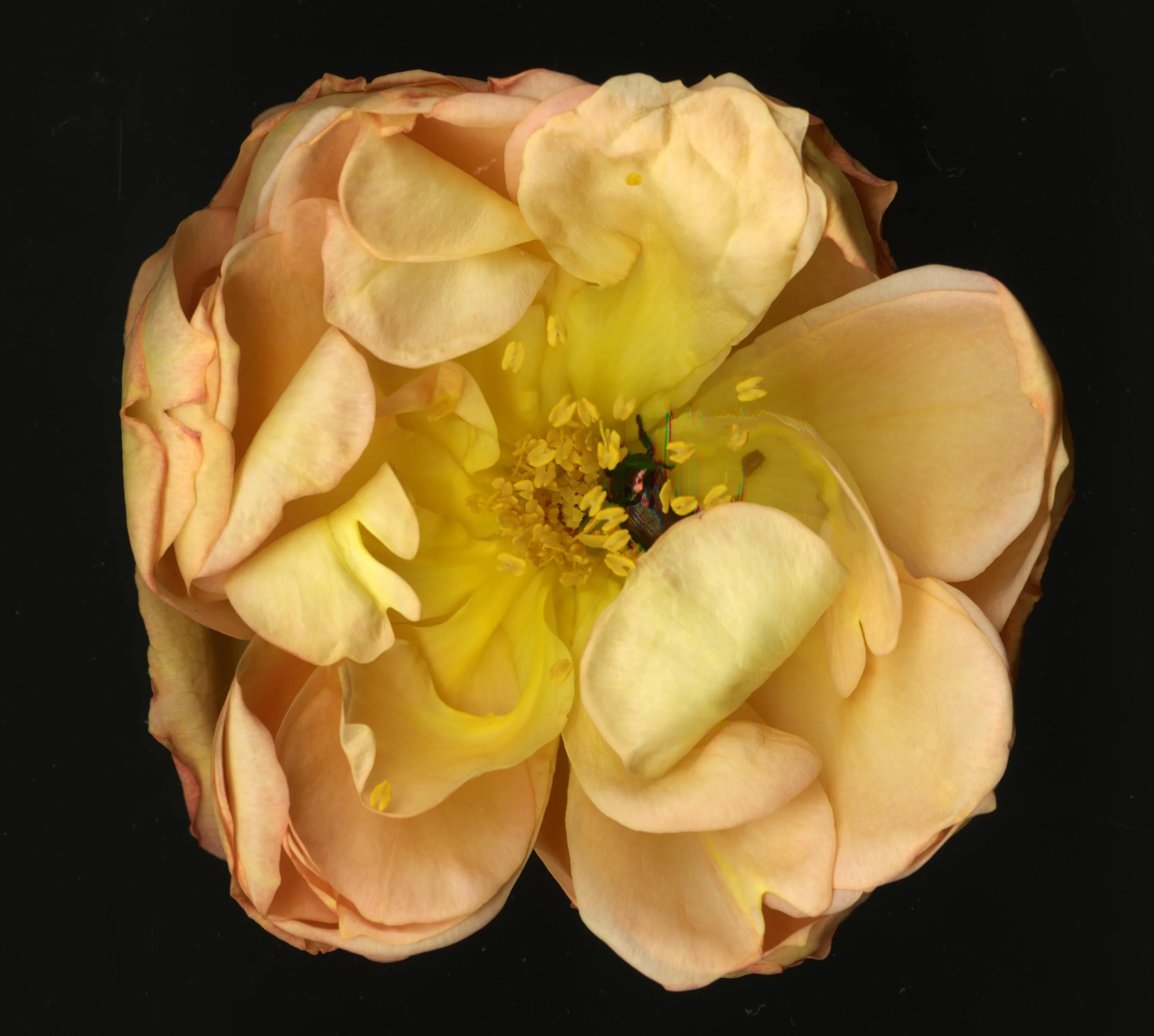 WhiteTanRoseBloomtah_1_388.jpg