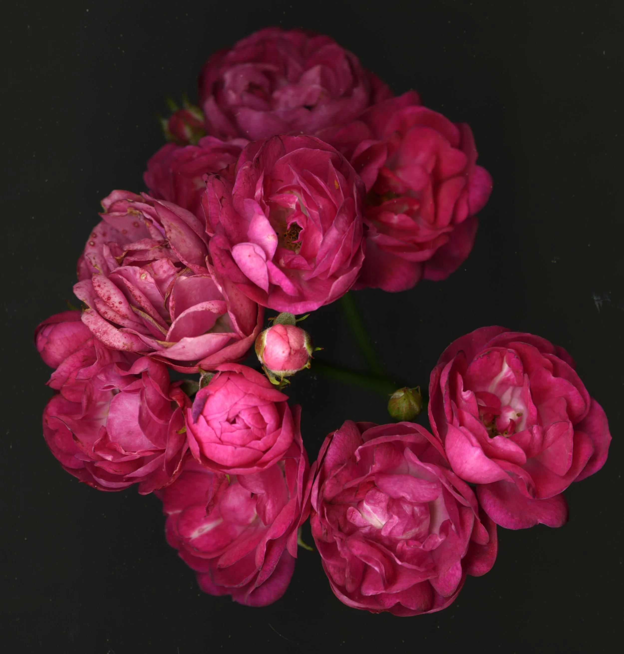 Redreosesbunch_1_722.jpg